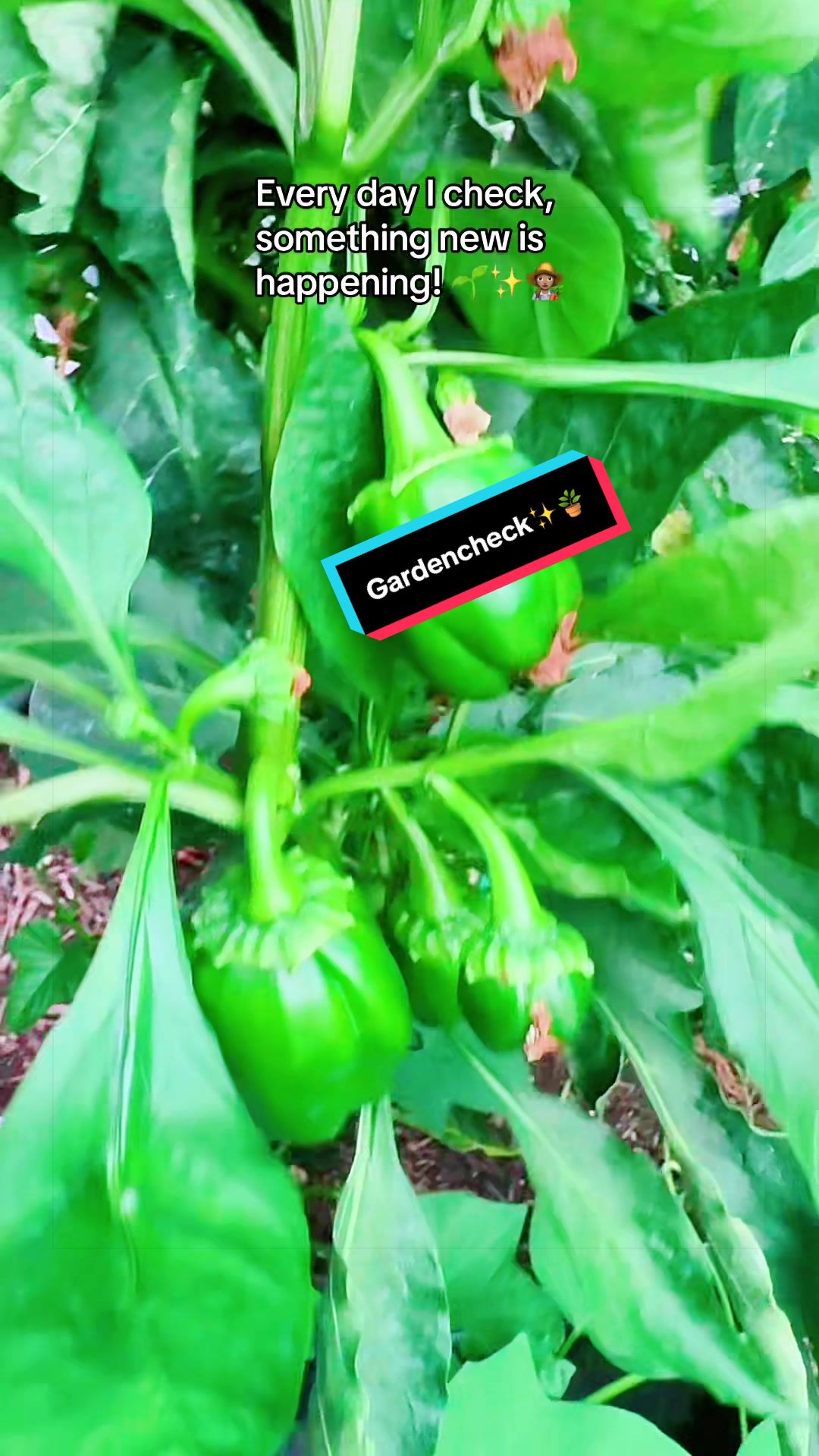 @TeeTee ❌♋️🦀