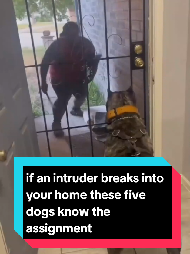 @The pet post