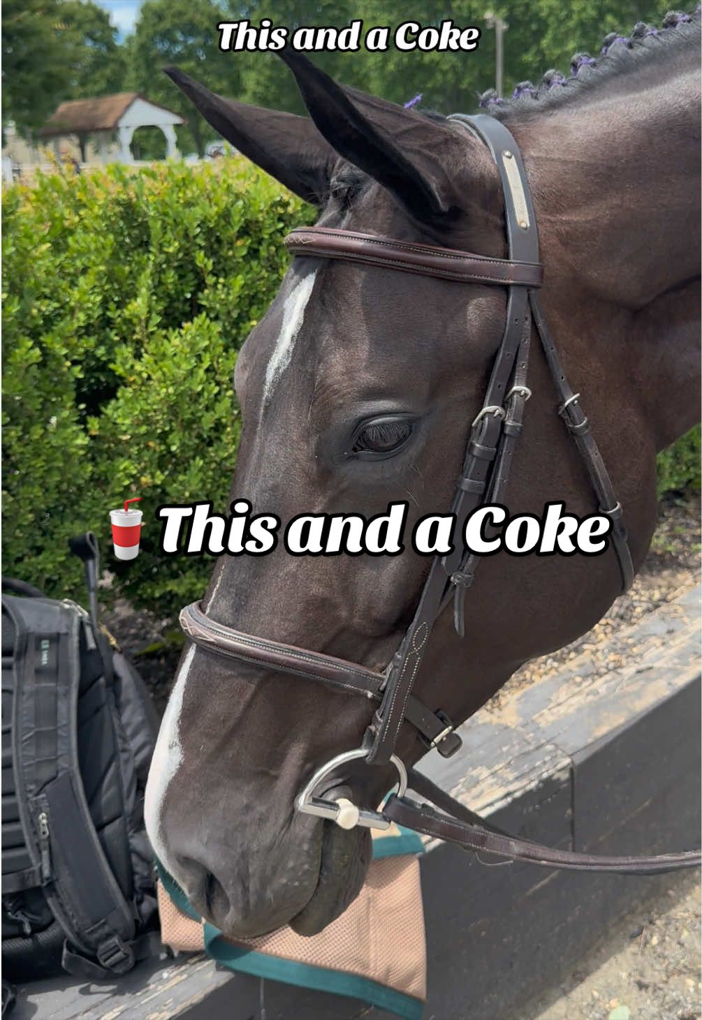 @Equestrian |🦄 Mom