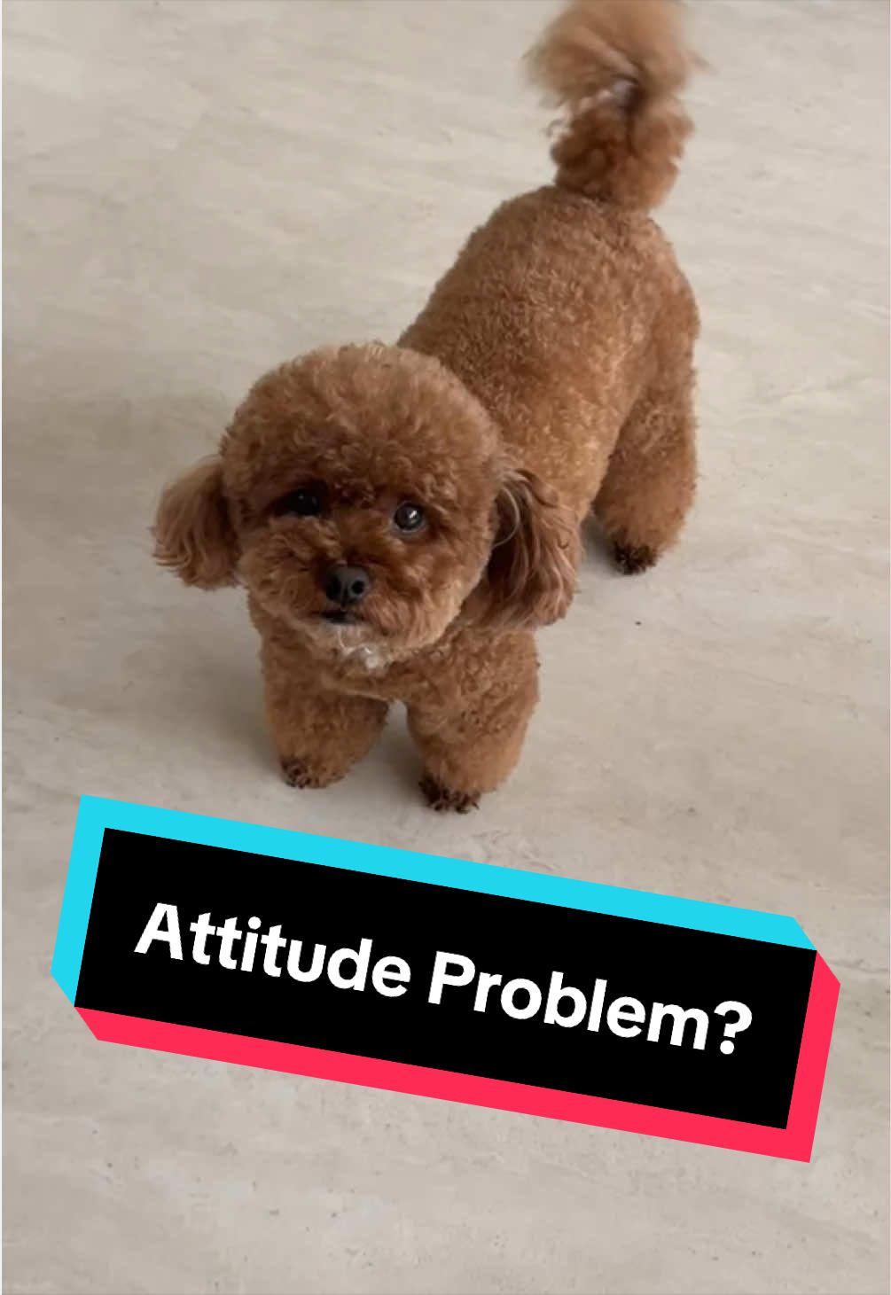 @Gizmo🧸