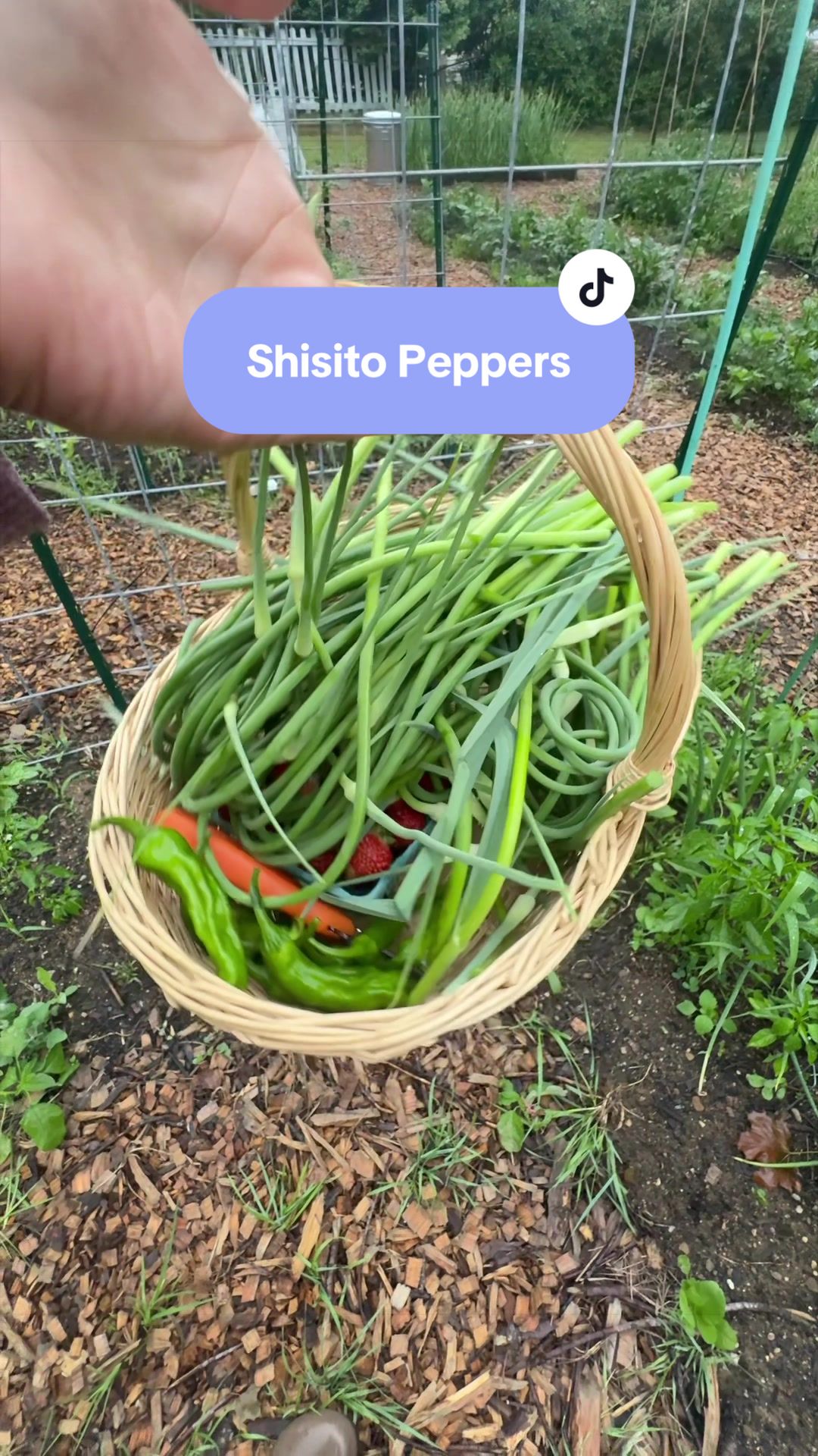 @Manica | zone 6a gardener
