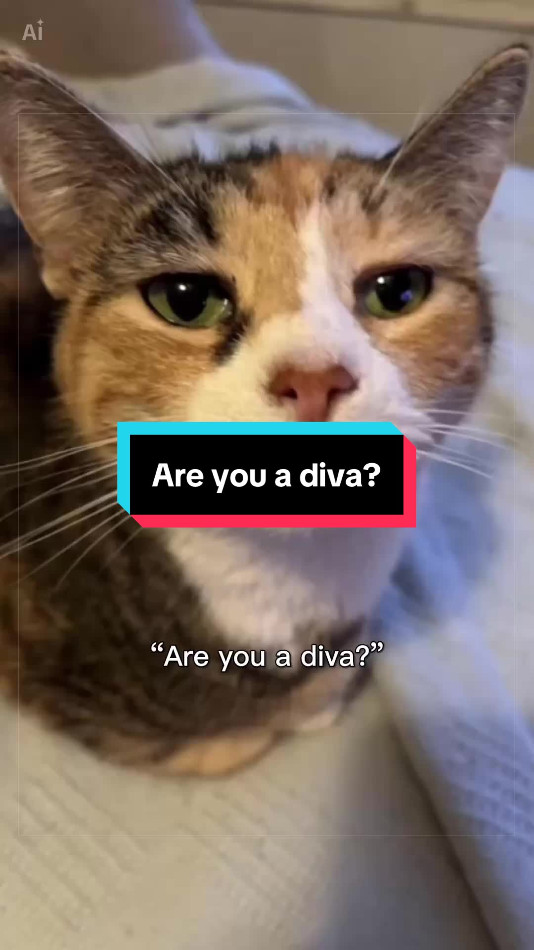 @catlover313official