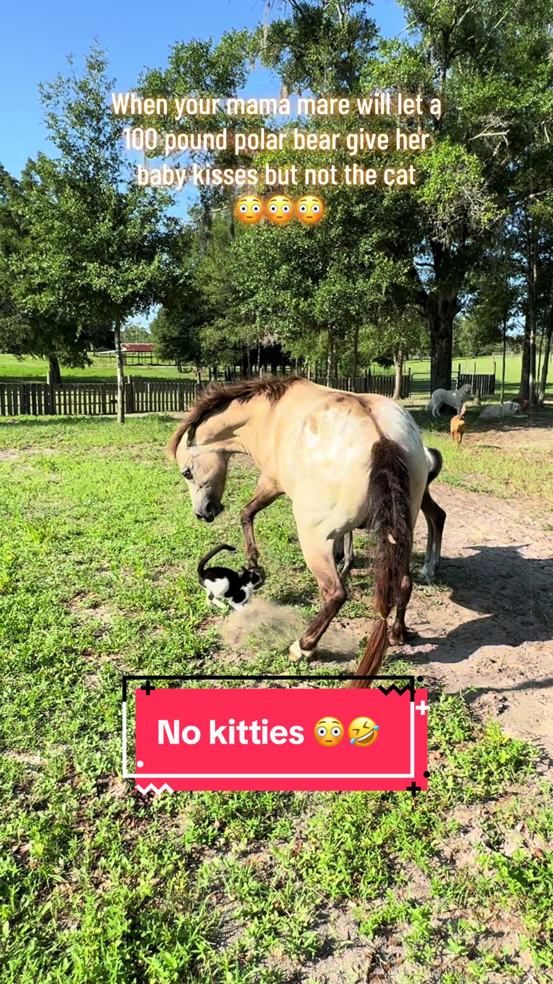 @jesswithallheranimals
