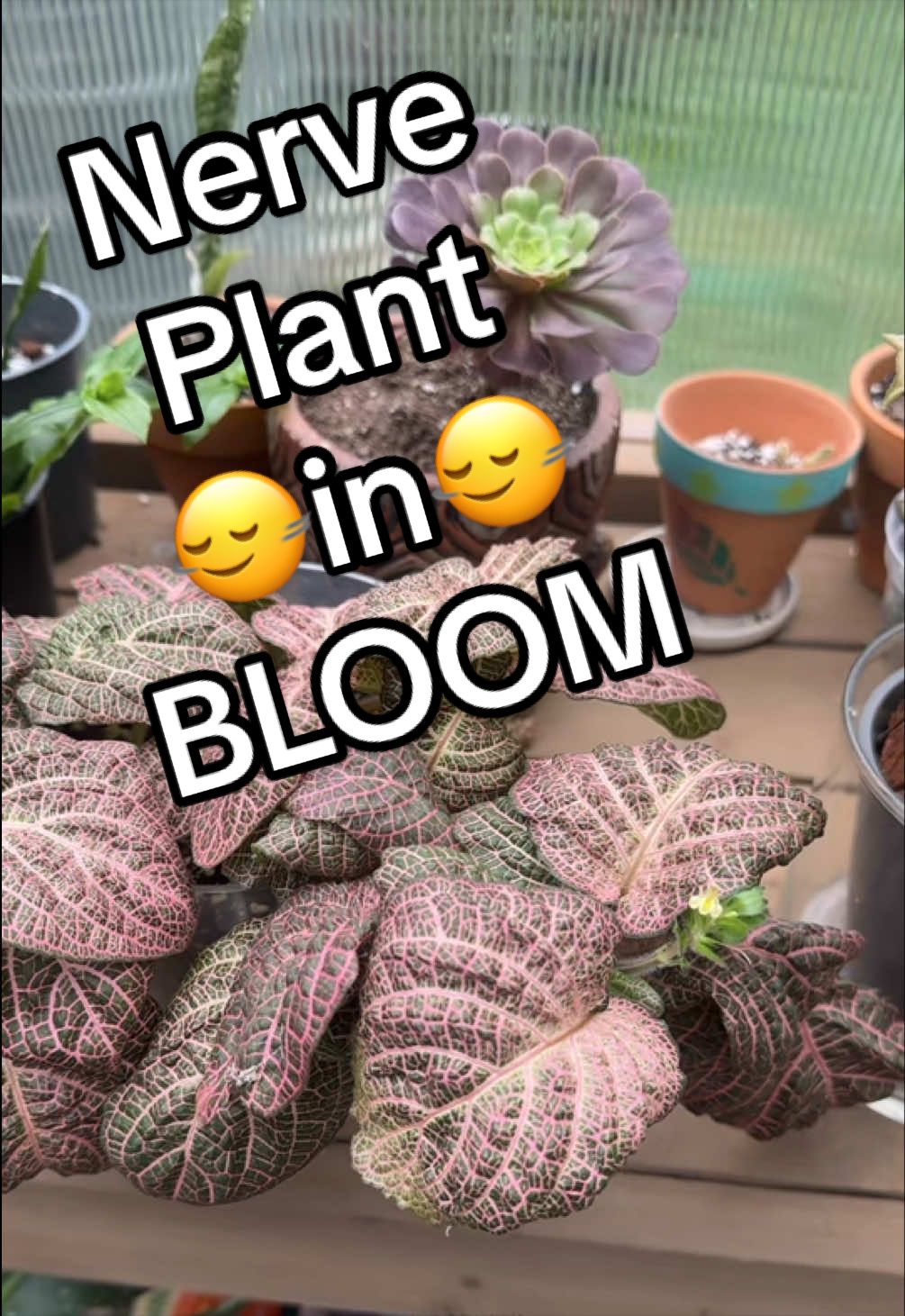 @PrettyGreenPlantThings