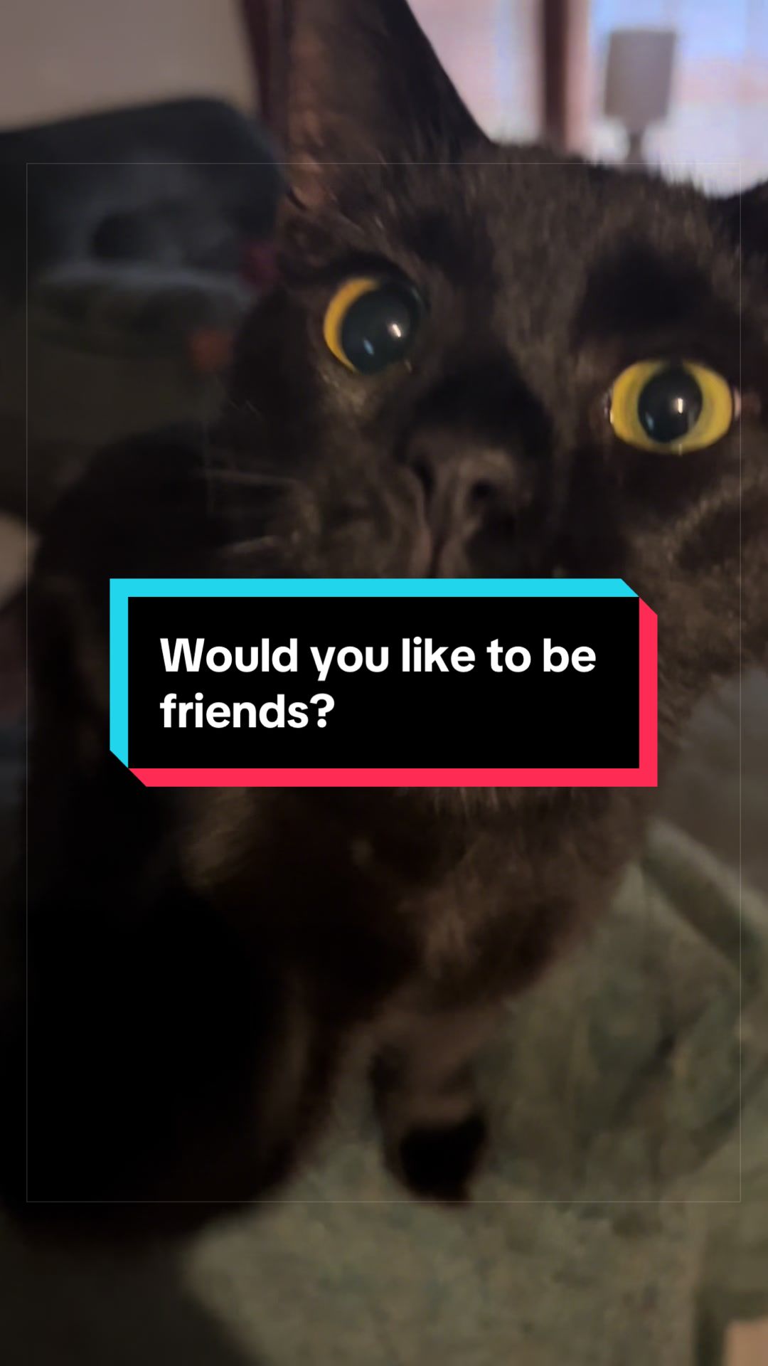 @catlover313official