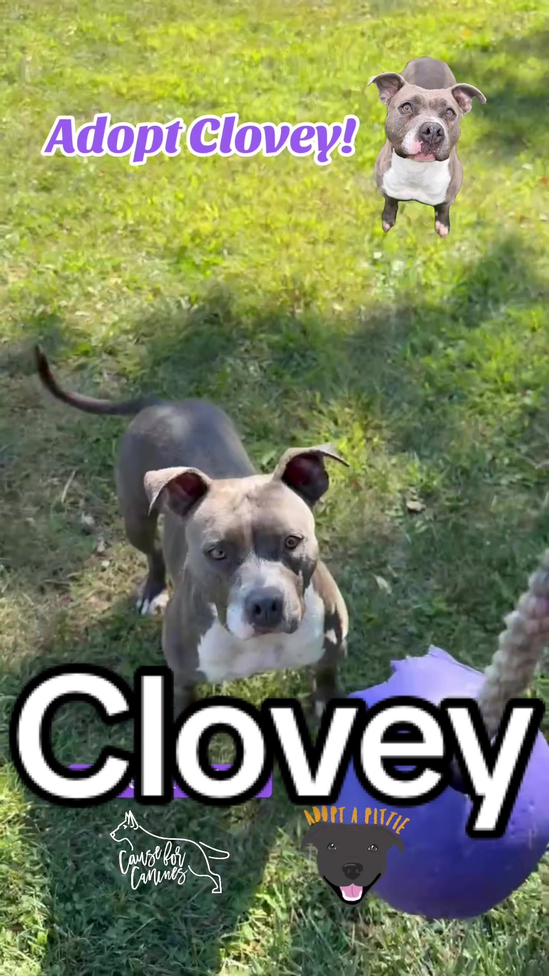 @causeforcaninesrescue