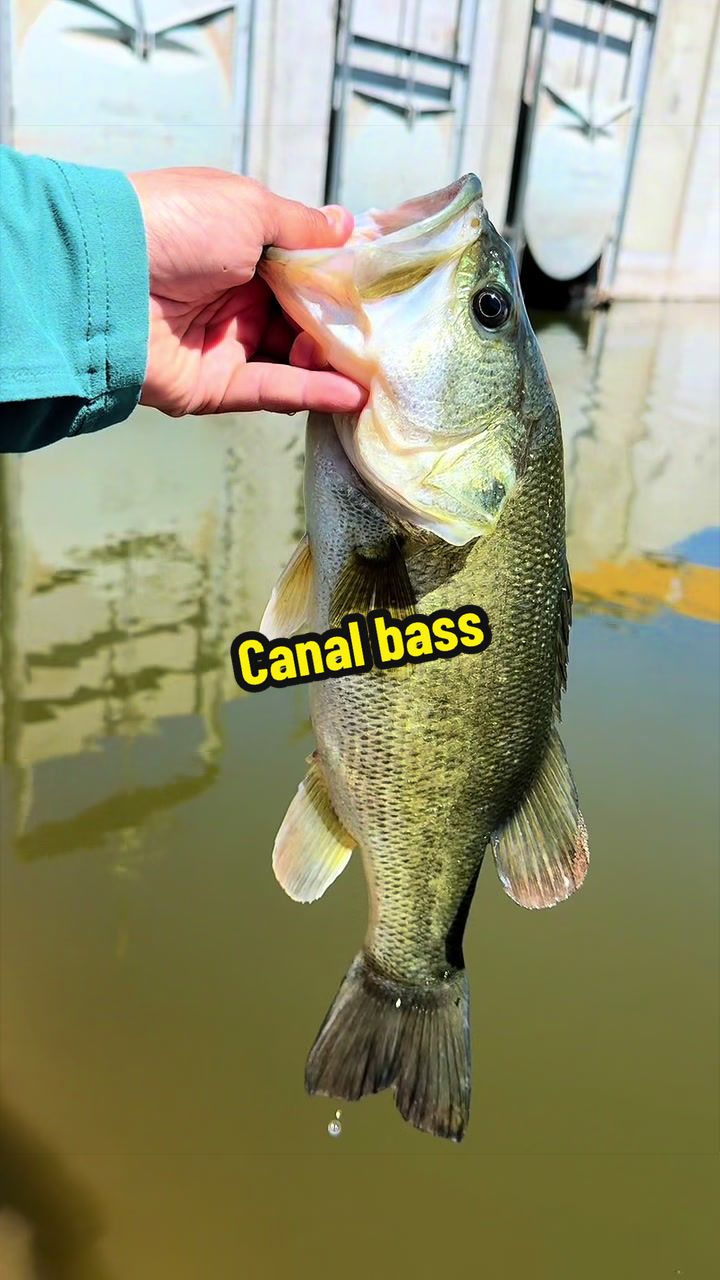 @Luu Nguyen Fishing
