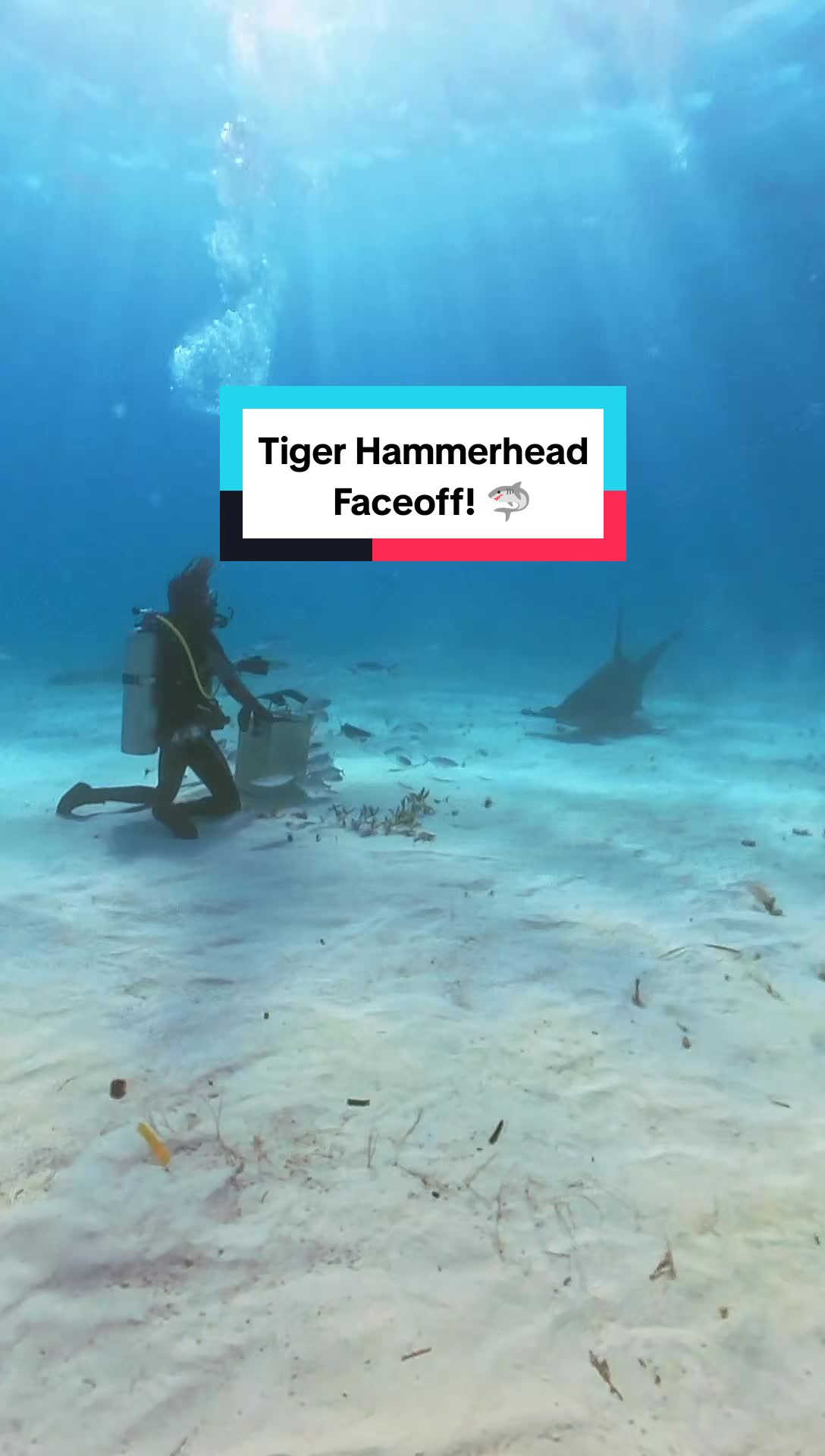 @Shark Geek
