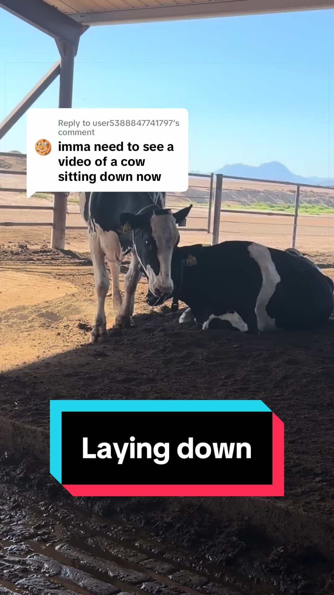 @Dairy Vet Dr. Michelle