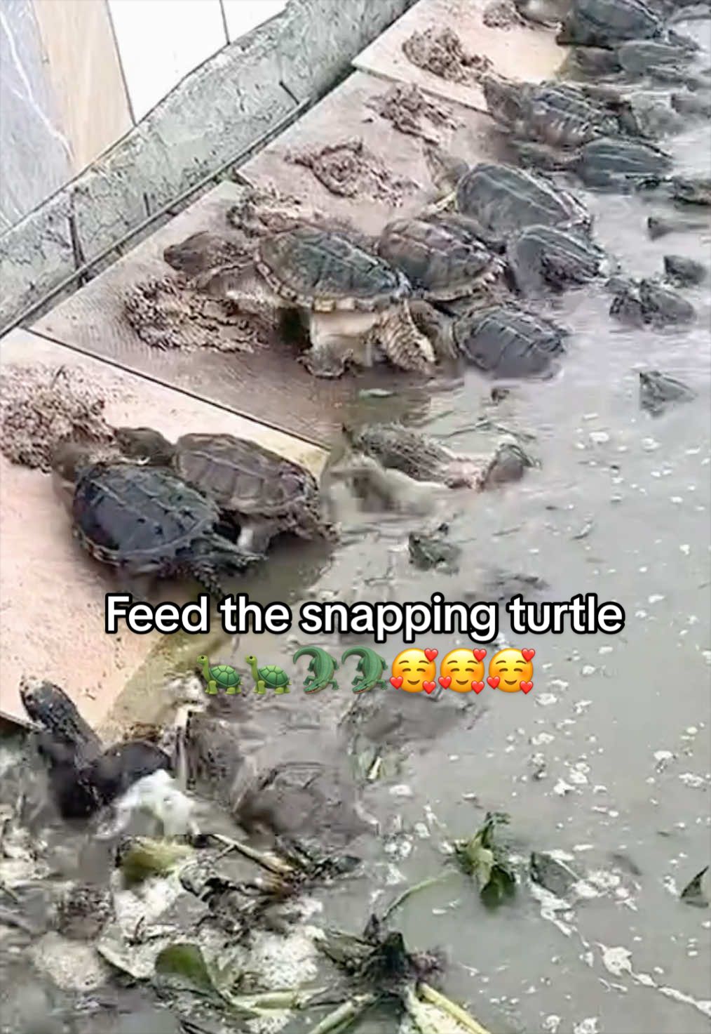 @Mr. Turtle