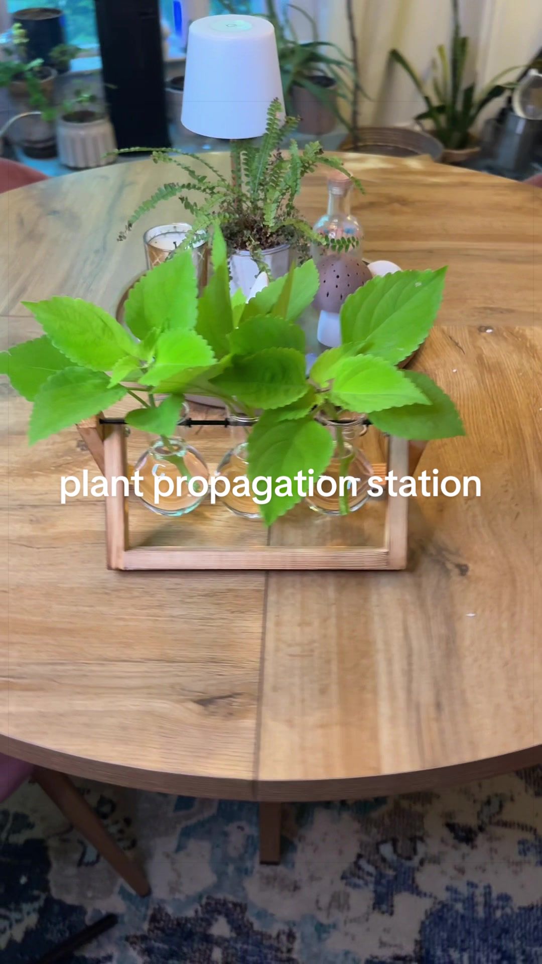 @The Ever Hopeful Gardener