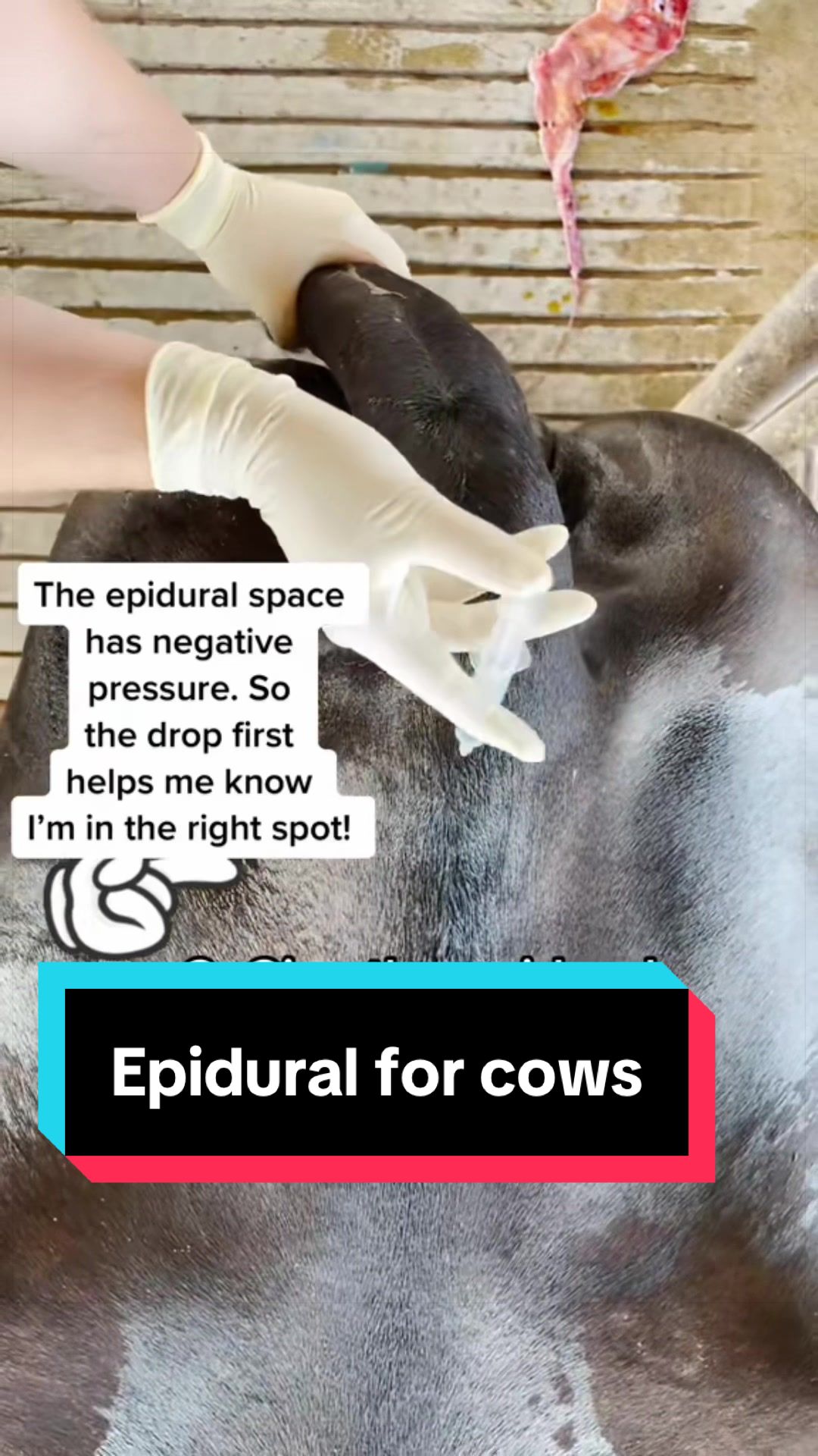 @Dairy Vet Dr. Michelle