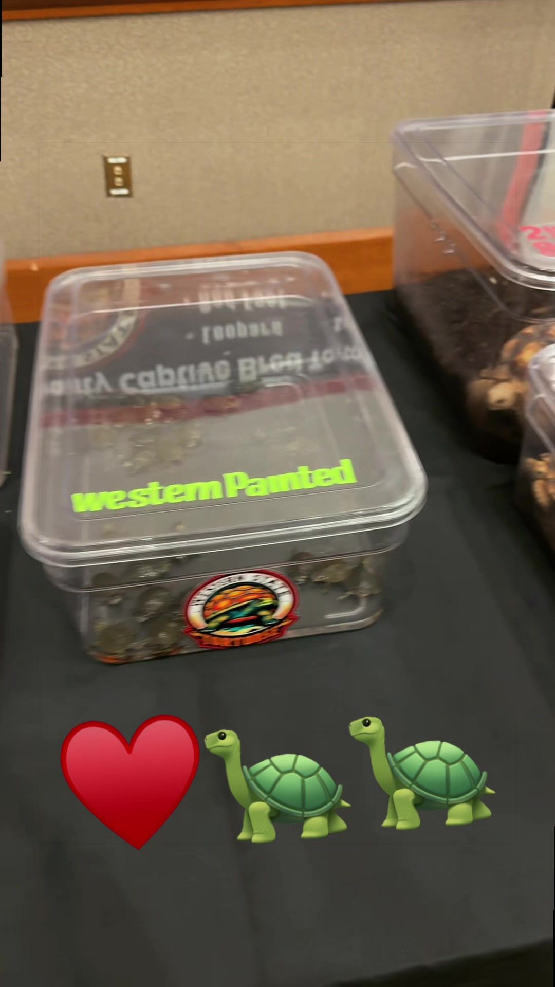 @Western State Tortoise