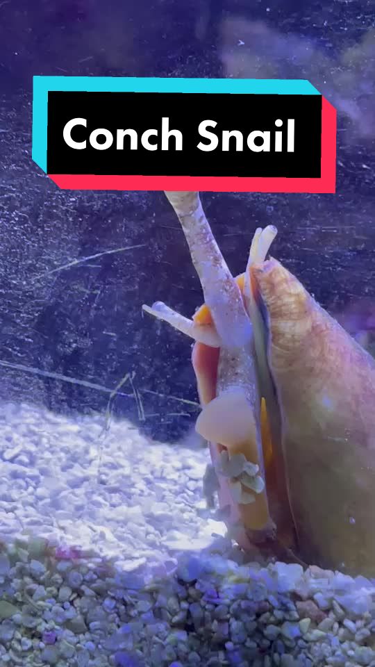@Sweets Saltwater
