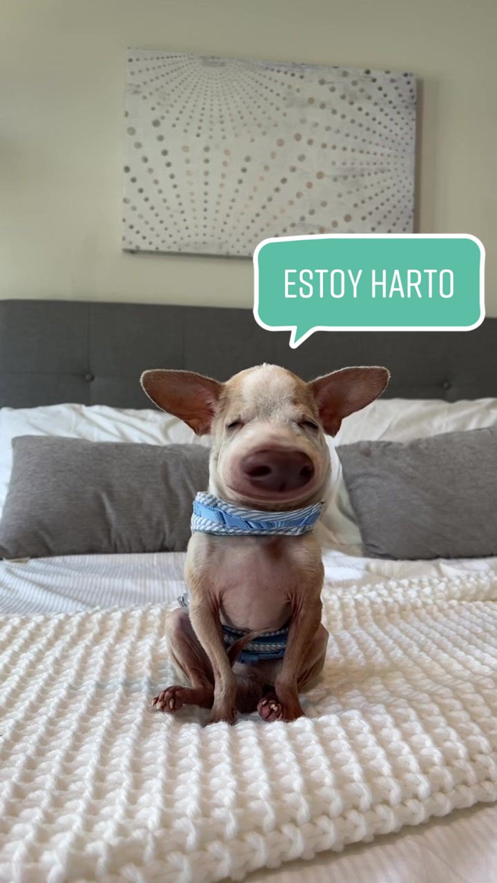 @Dobby_elchihuahua