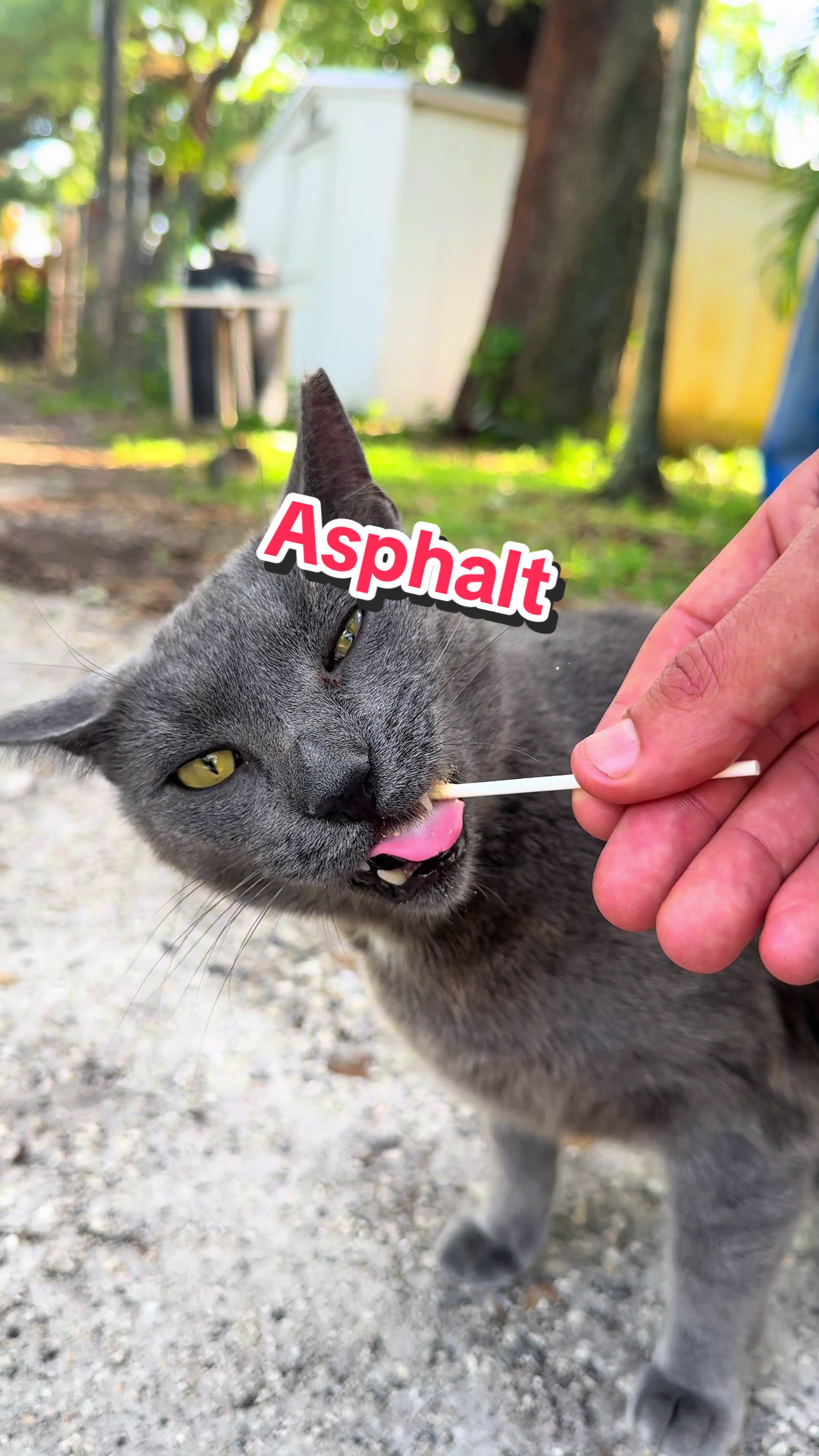 @apoinsettia