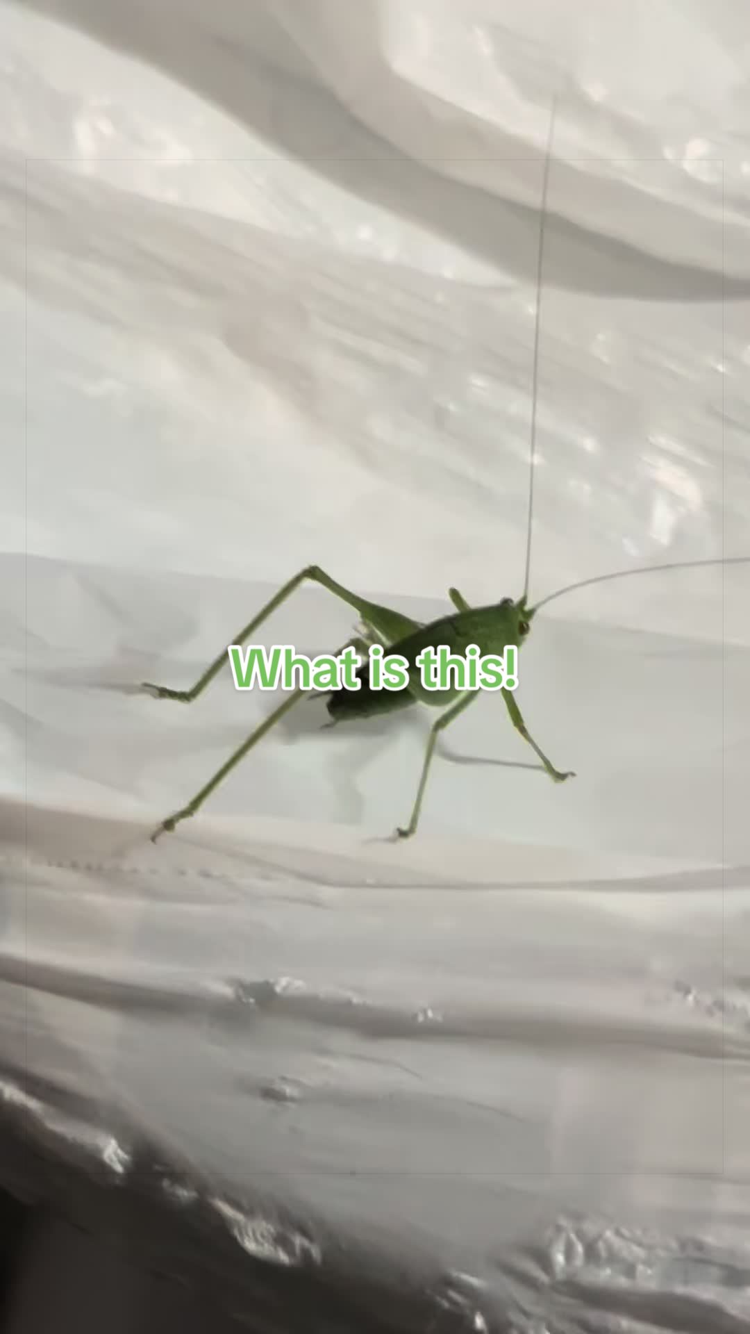 @Lowridnrob