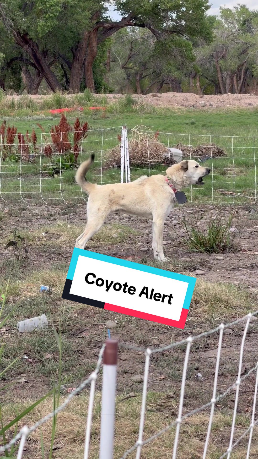 @cowboymax