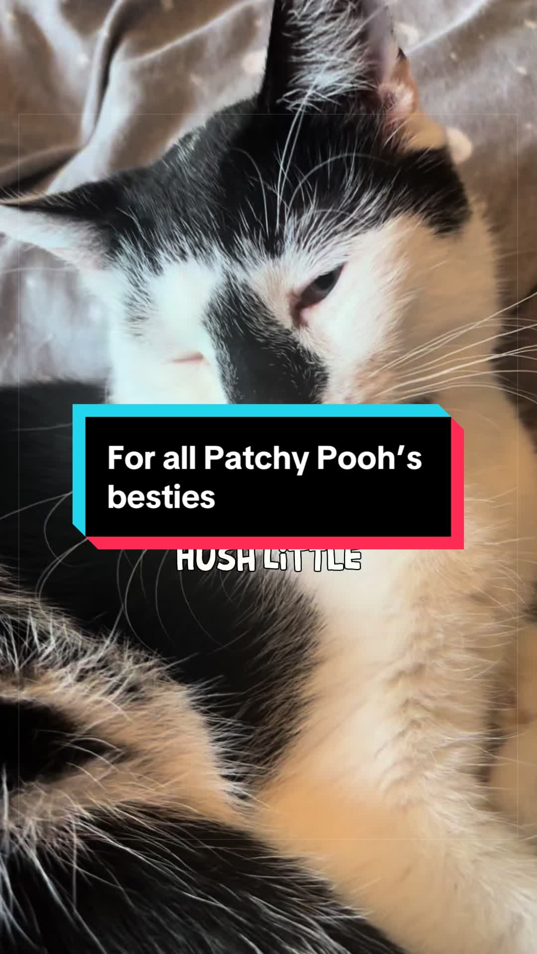 @catlover313official