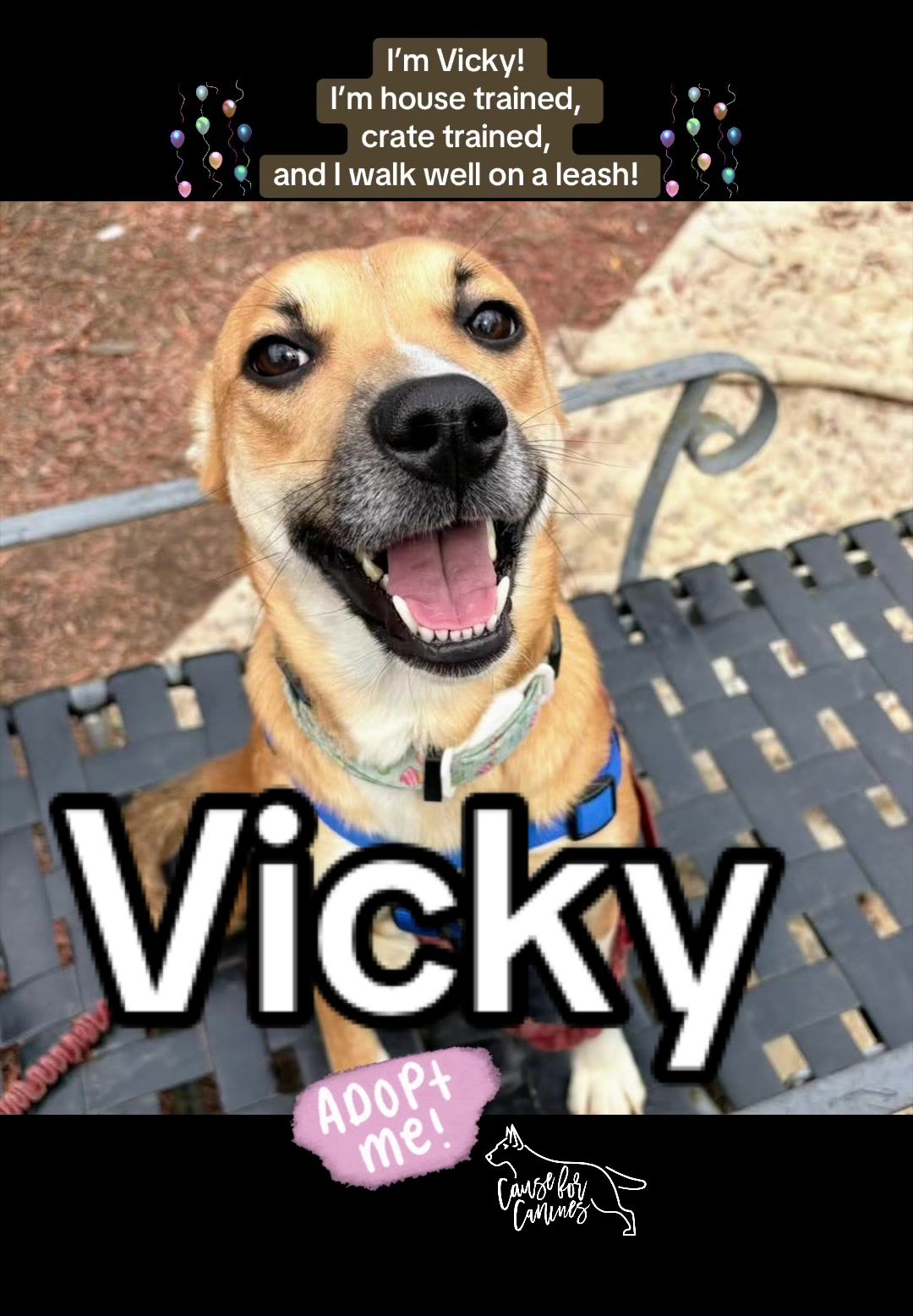 @causeforcaninesrescue
