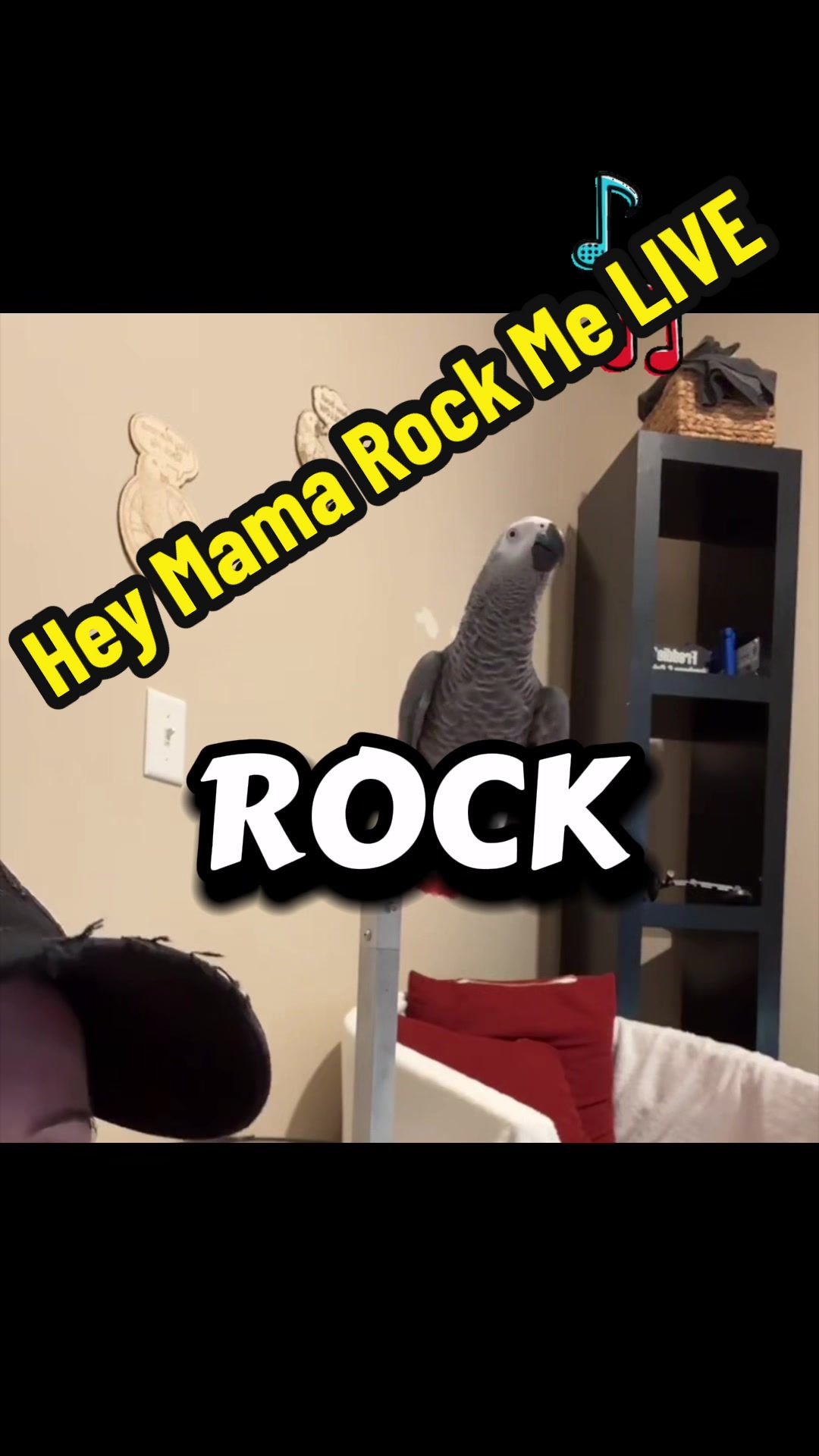 @thehinzoo