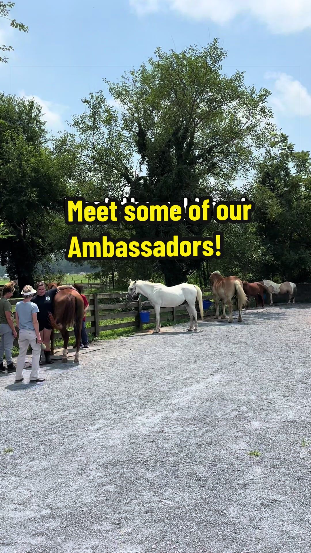 @Days End Farm Horse Rescue