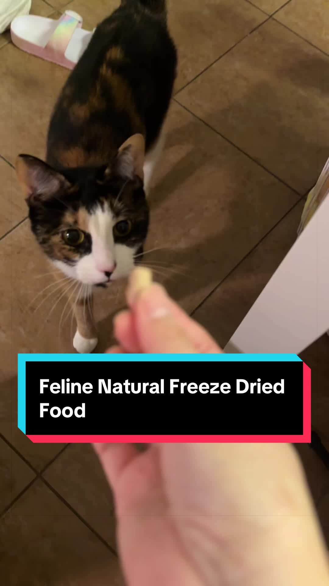 @meloncreamcat