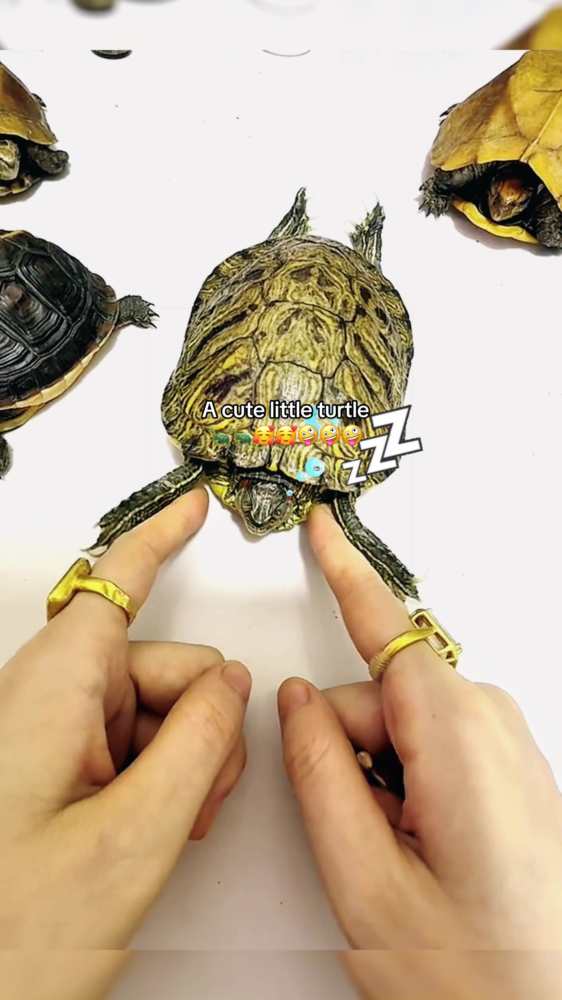 @Mr. Turtle