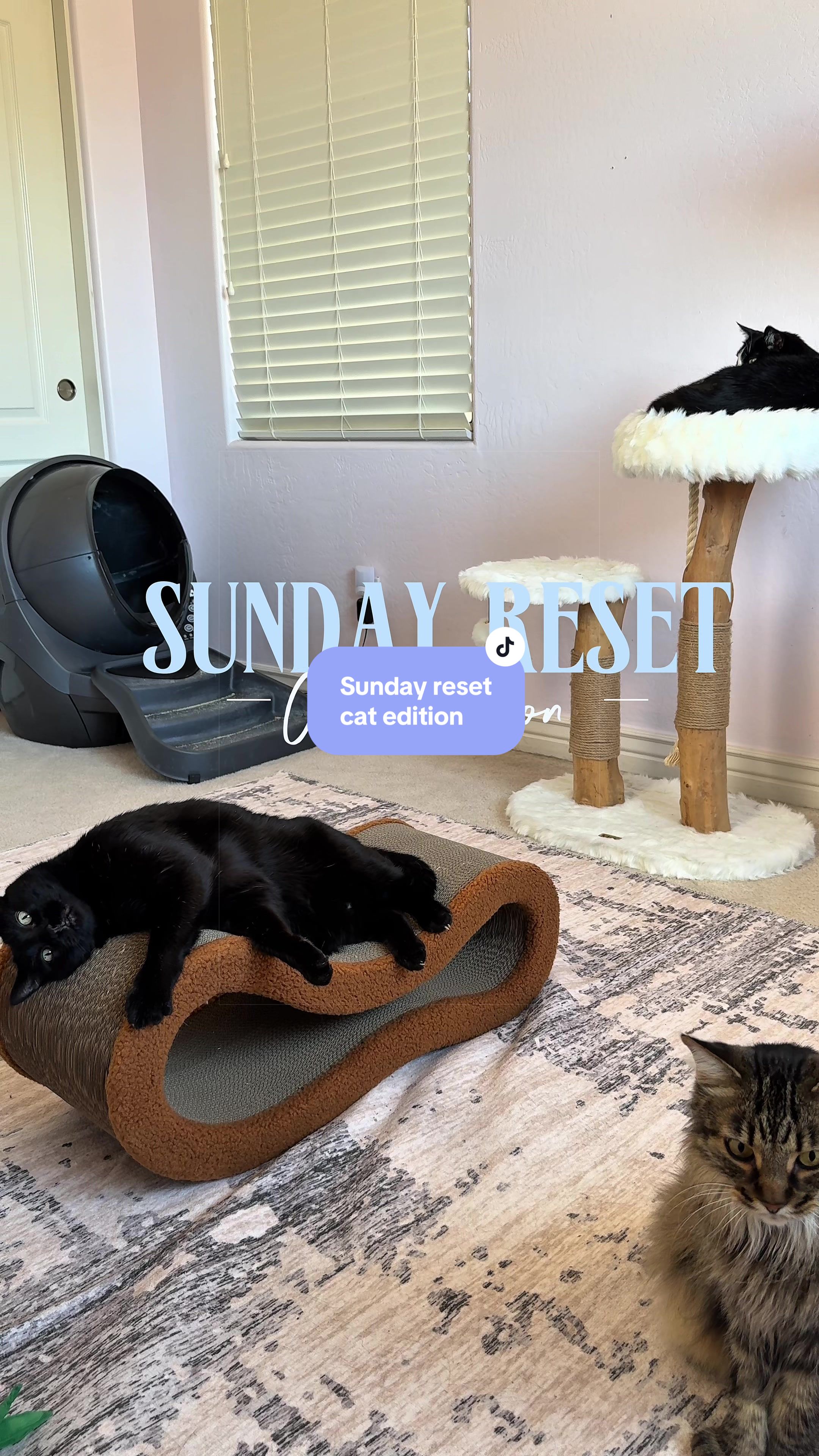 @Feminist Kitty | Cat Nutrition