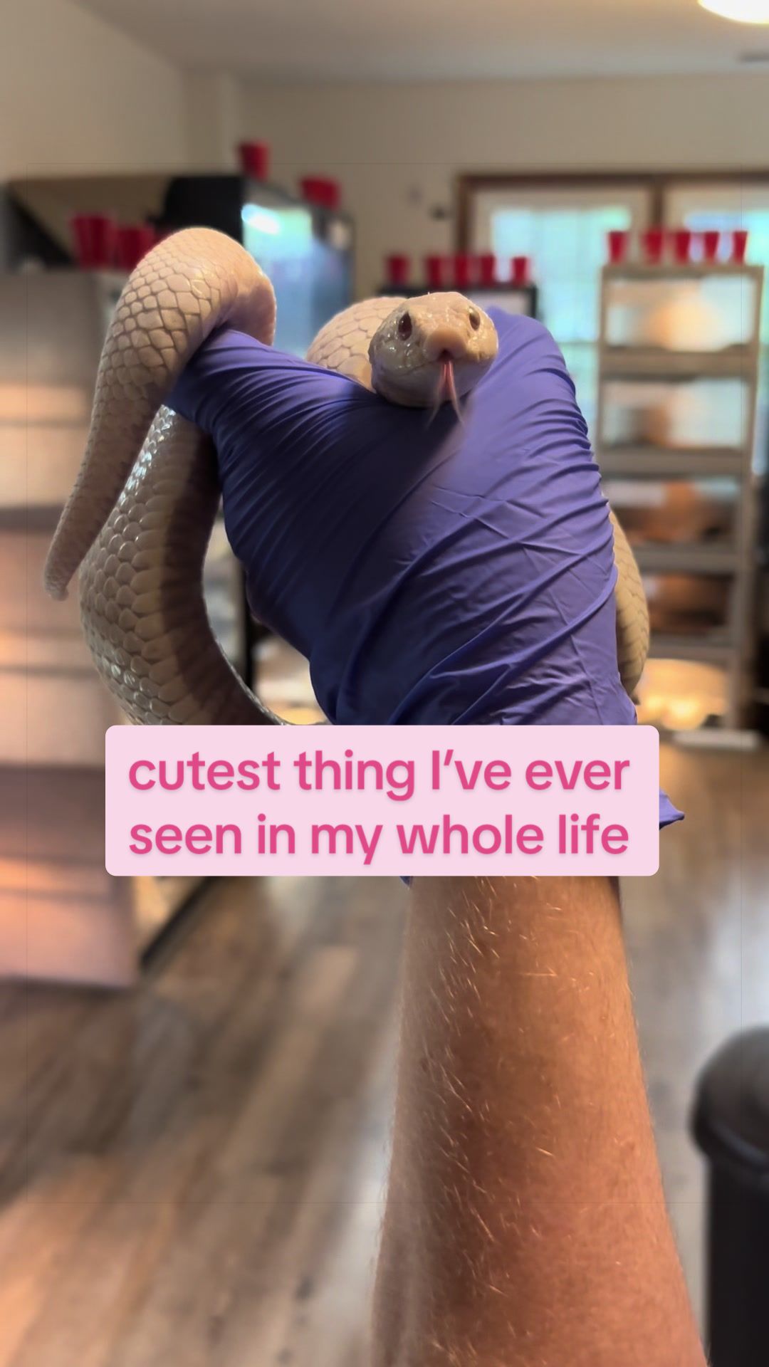 @BeWild Reptile Rescue