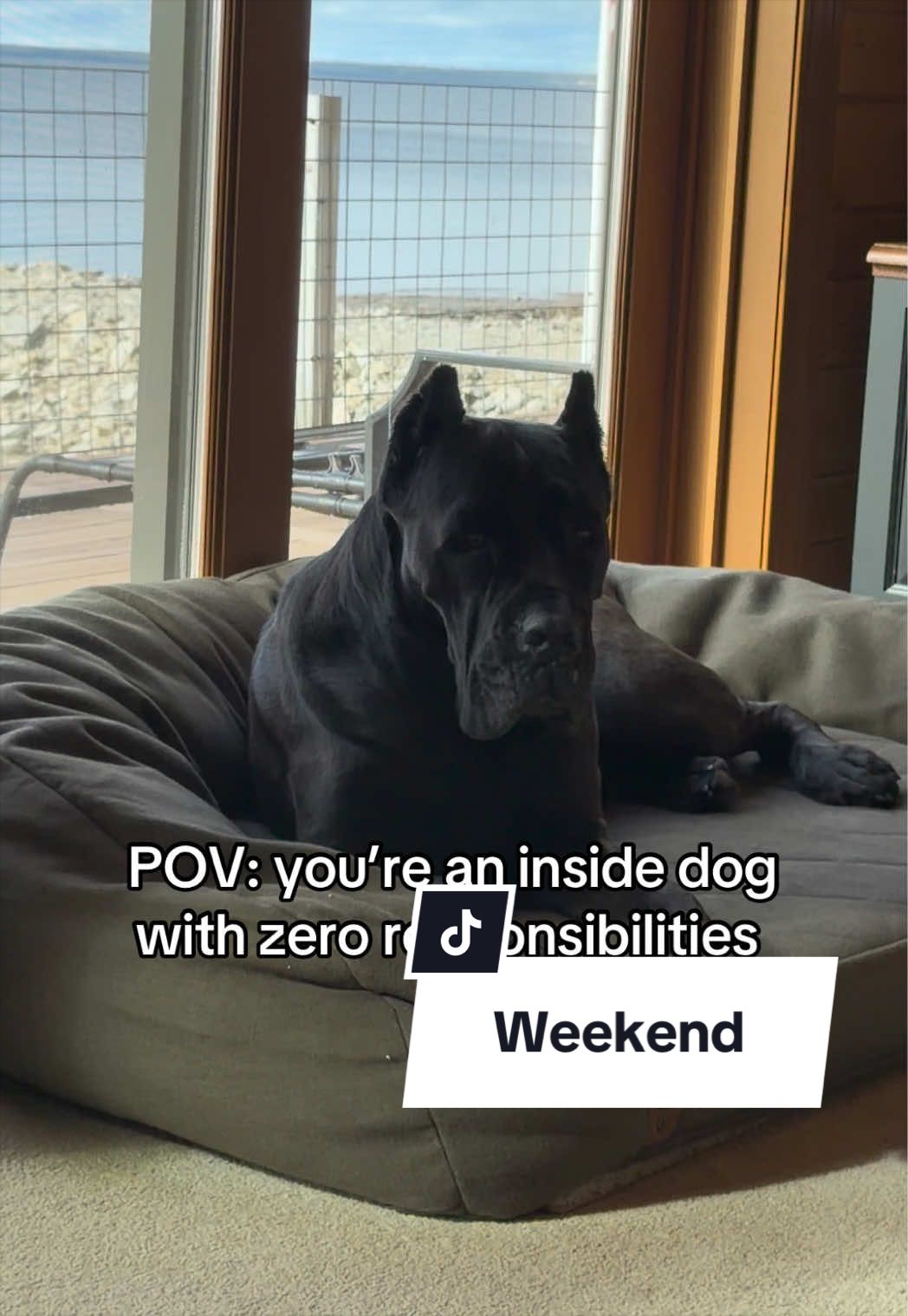 @Boo the Cane Corso