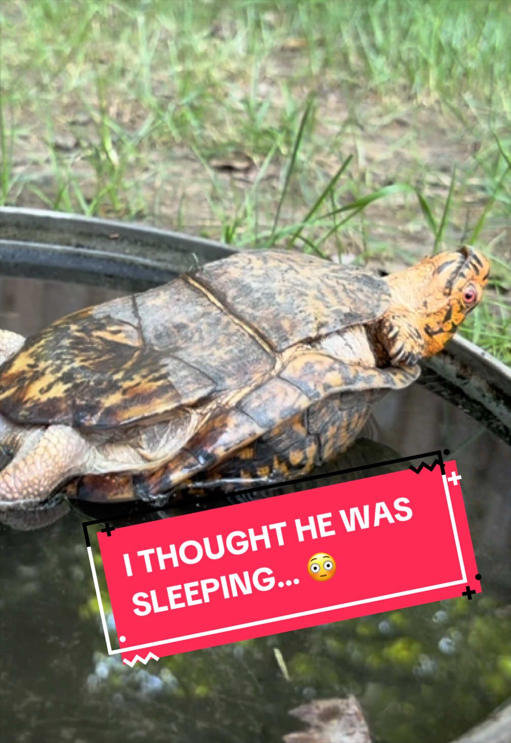 @Eastern Box Turtle