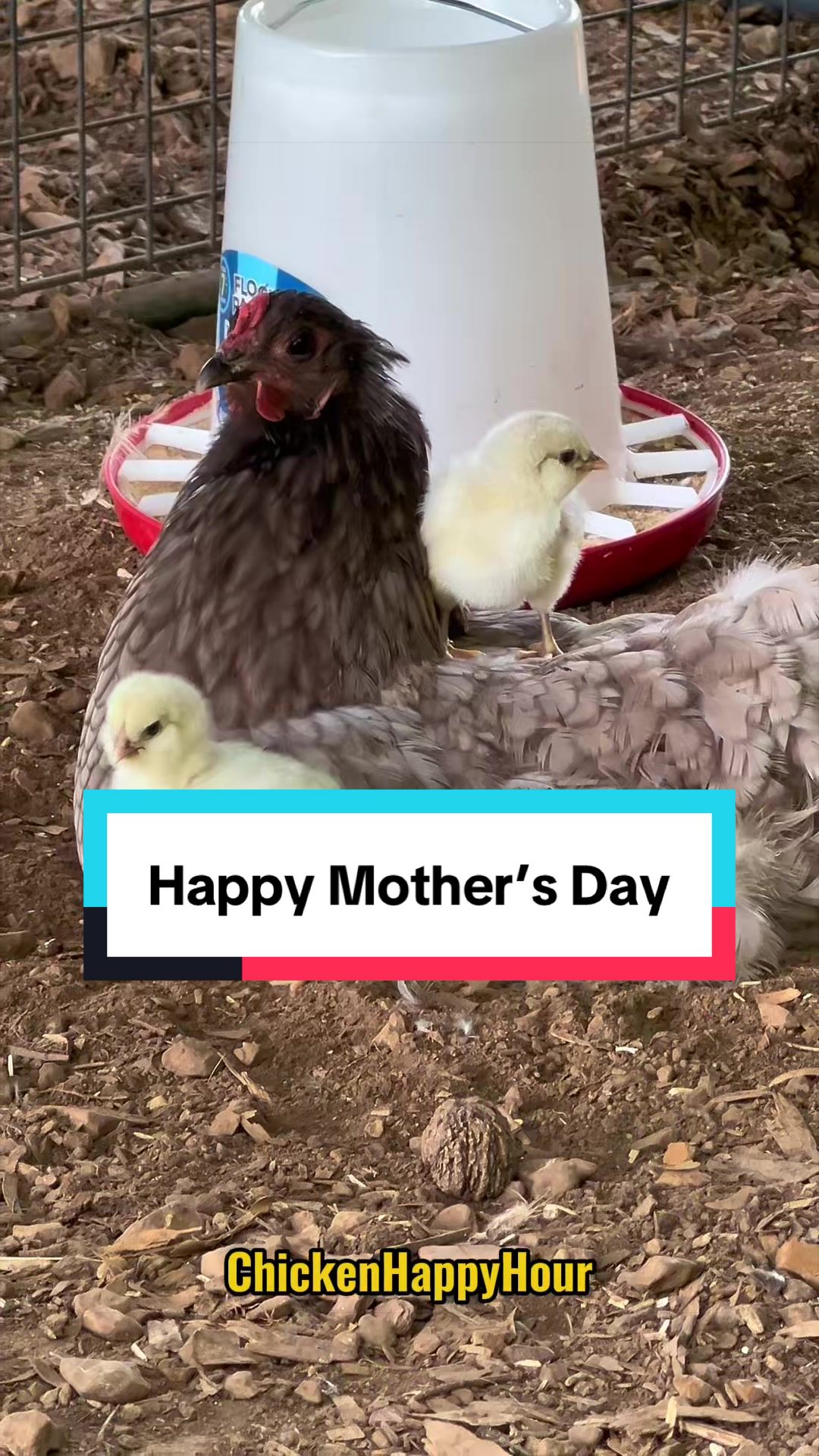@Chicken Happy Hour