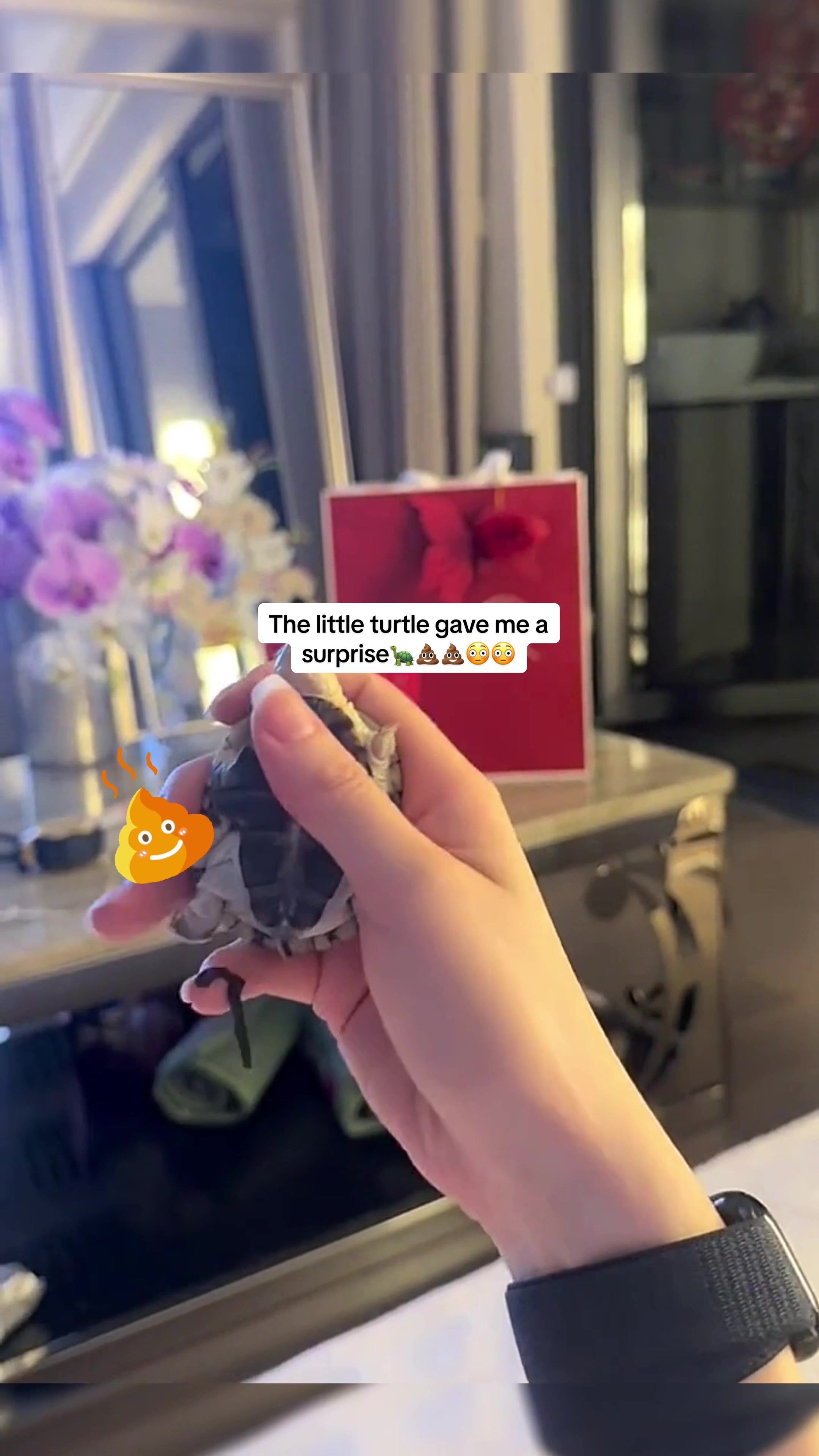 @Mr. Turtle