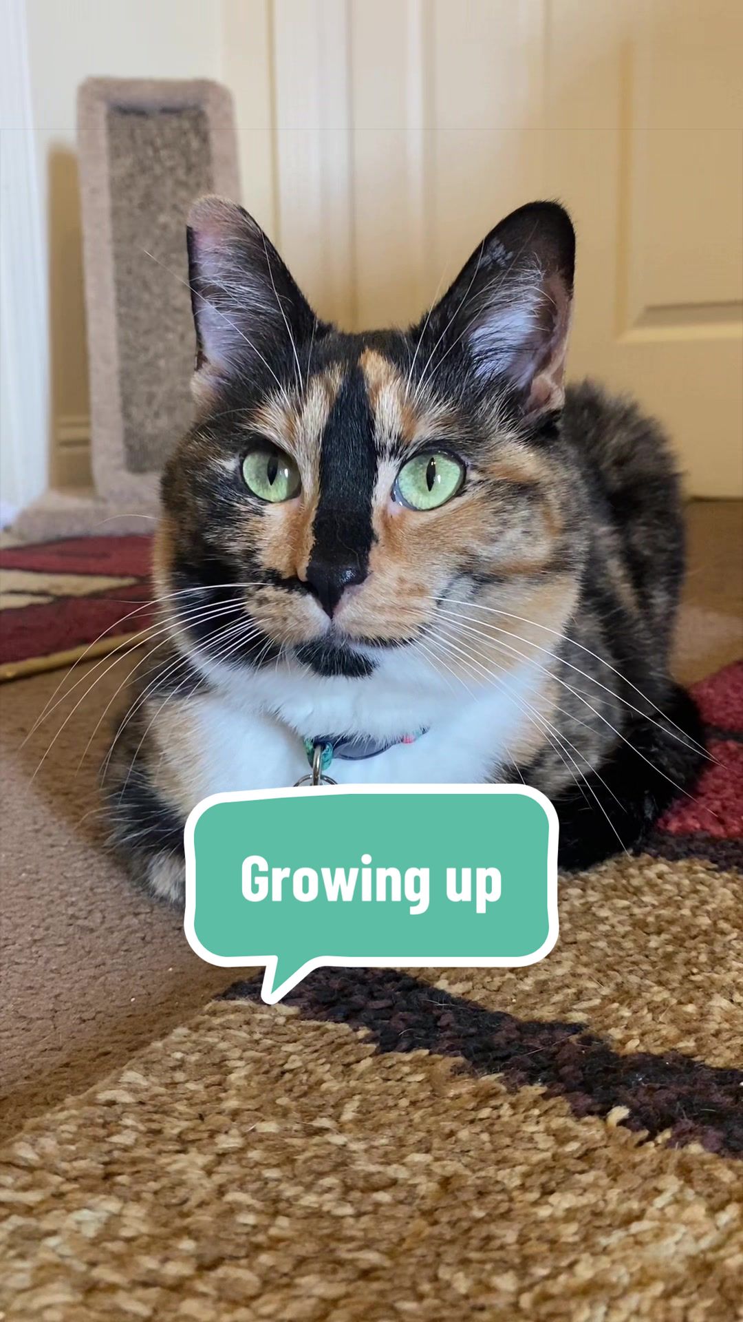 @SnickersTheSmilingCat