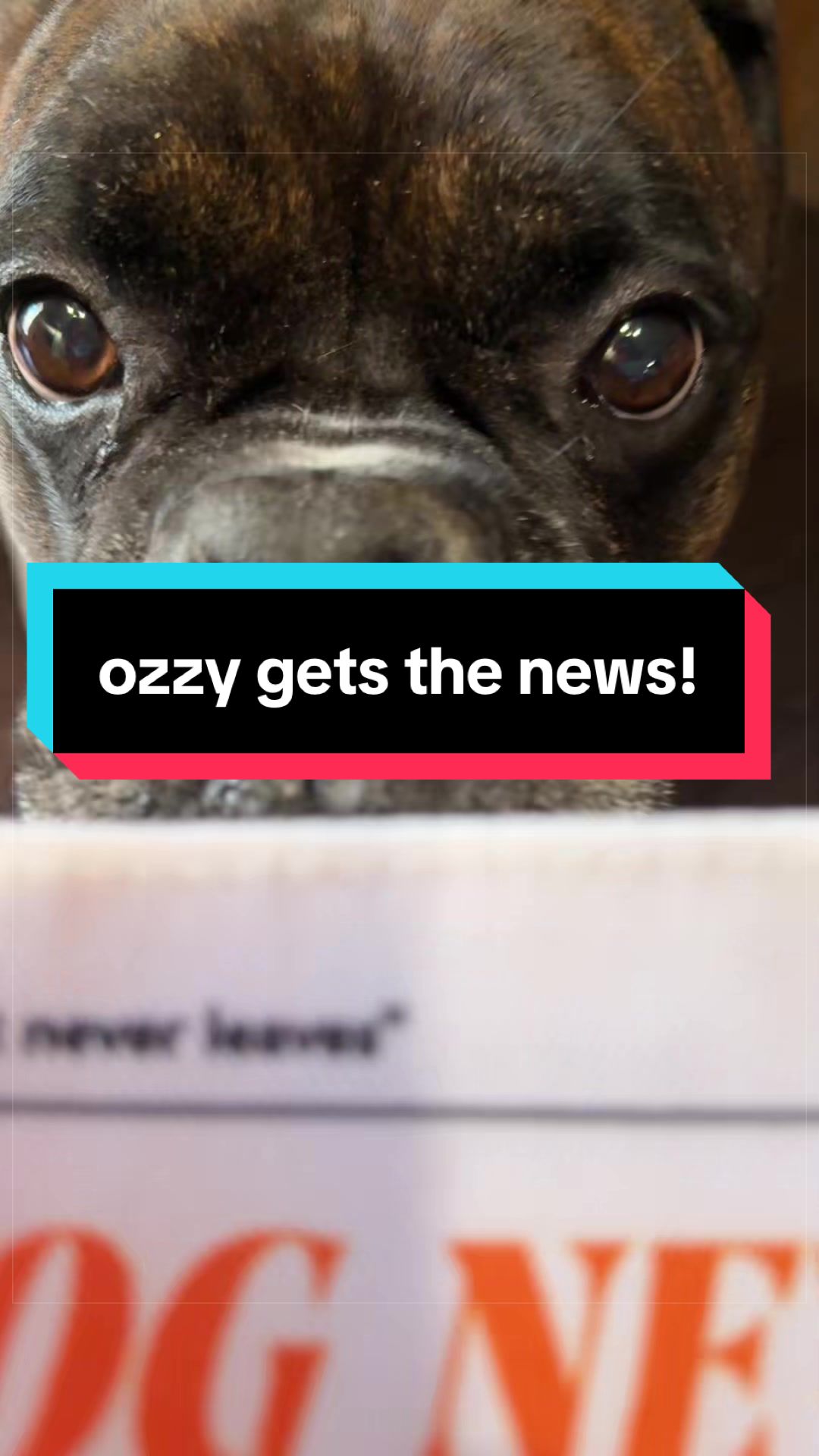 @The Boxer Ozzy