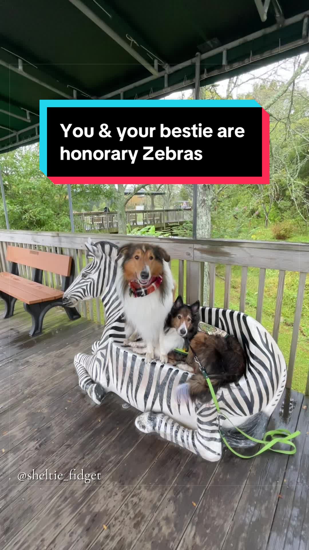 @Dakota & Pups
