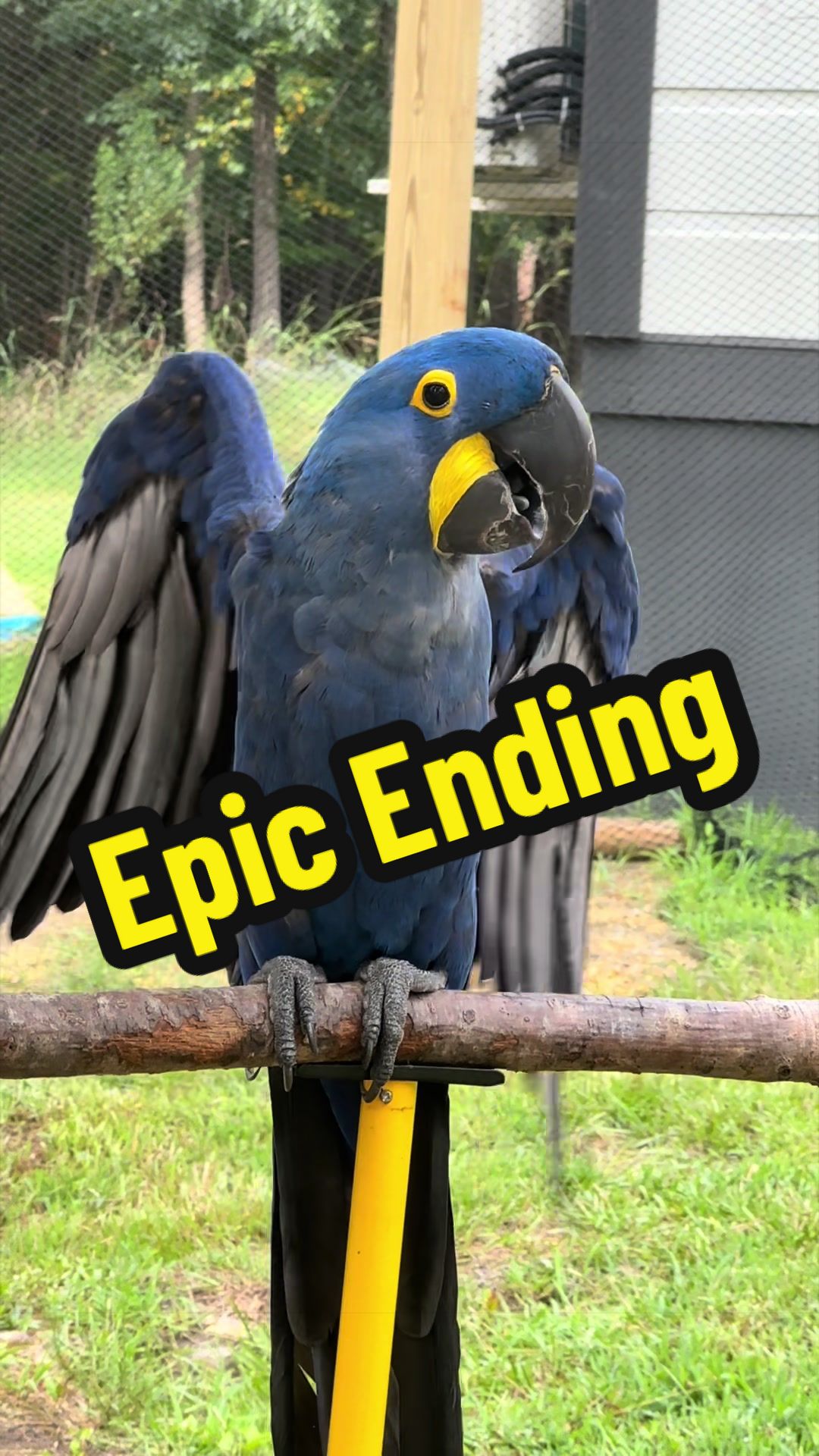 @thehinzoo