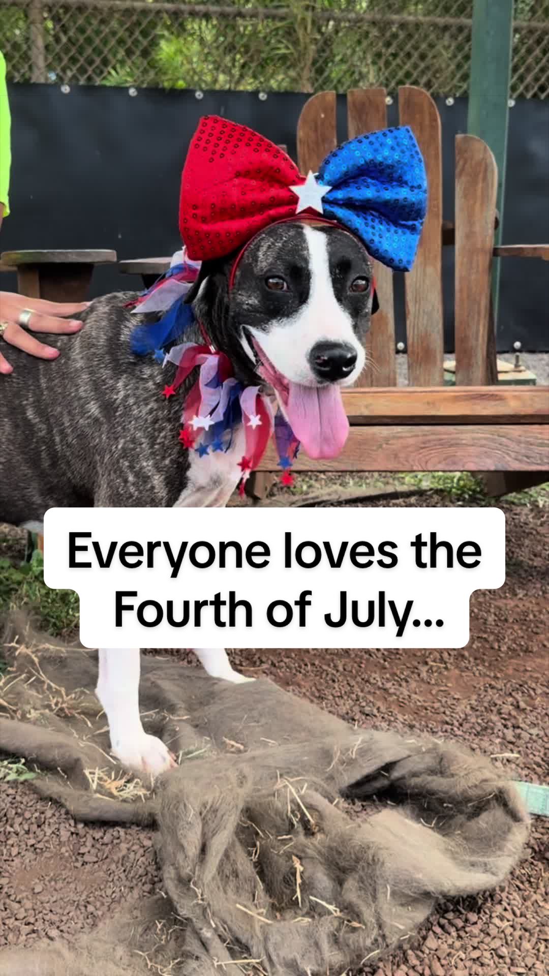@Cassondra | Maui Shelter Dogs