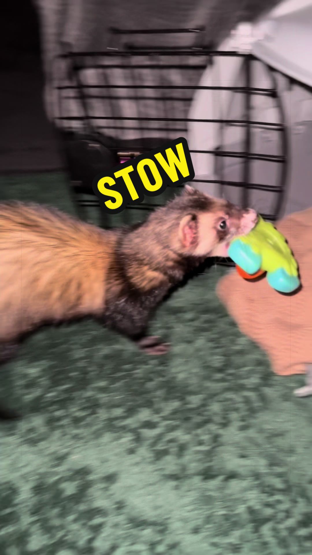 @Veritologic