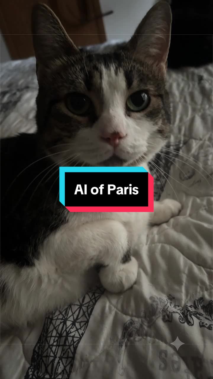 @catlover313official