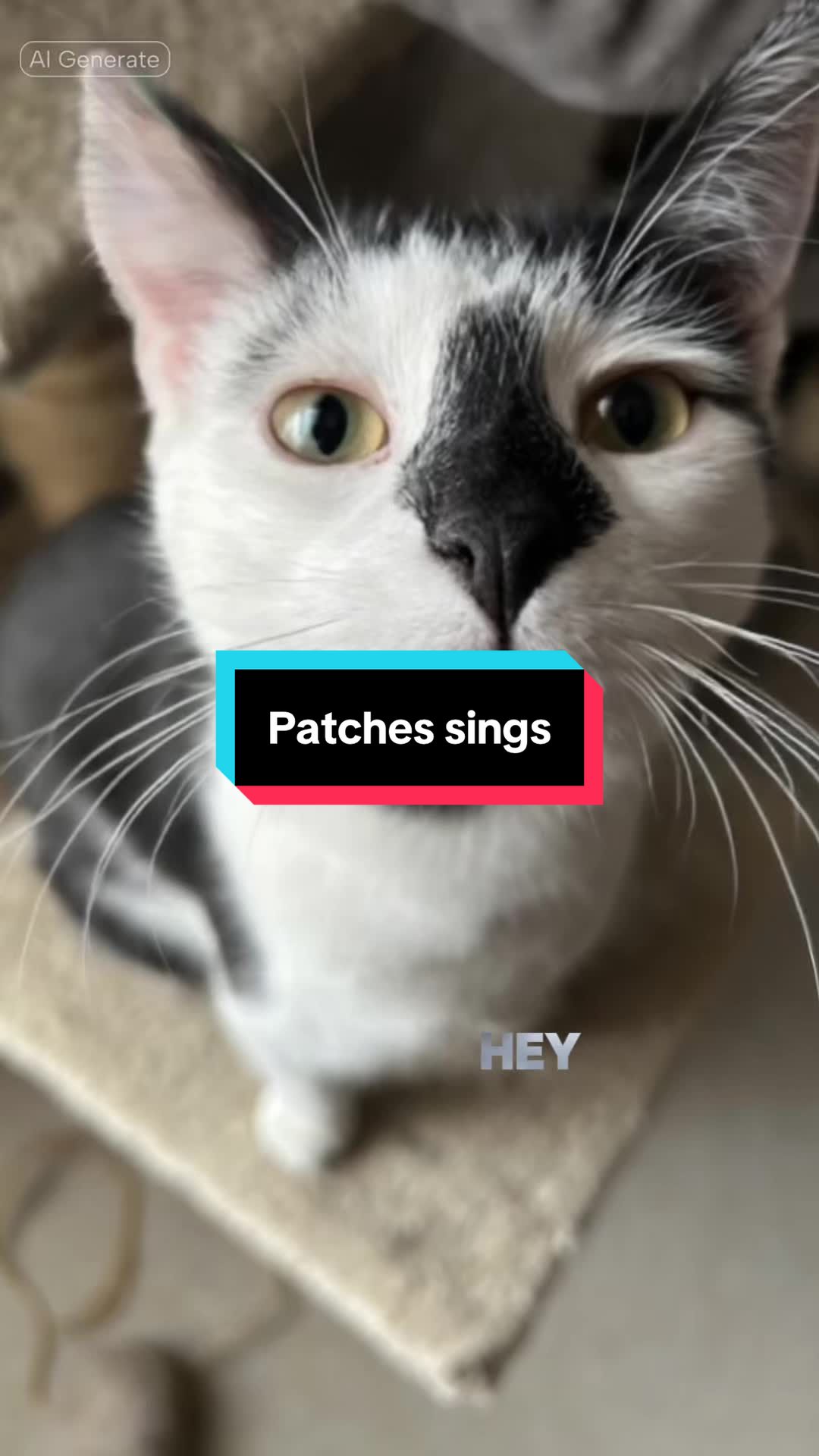 @catlover313official
