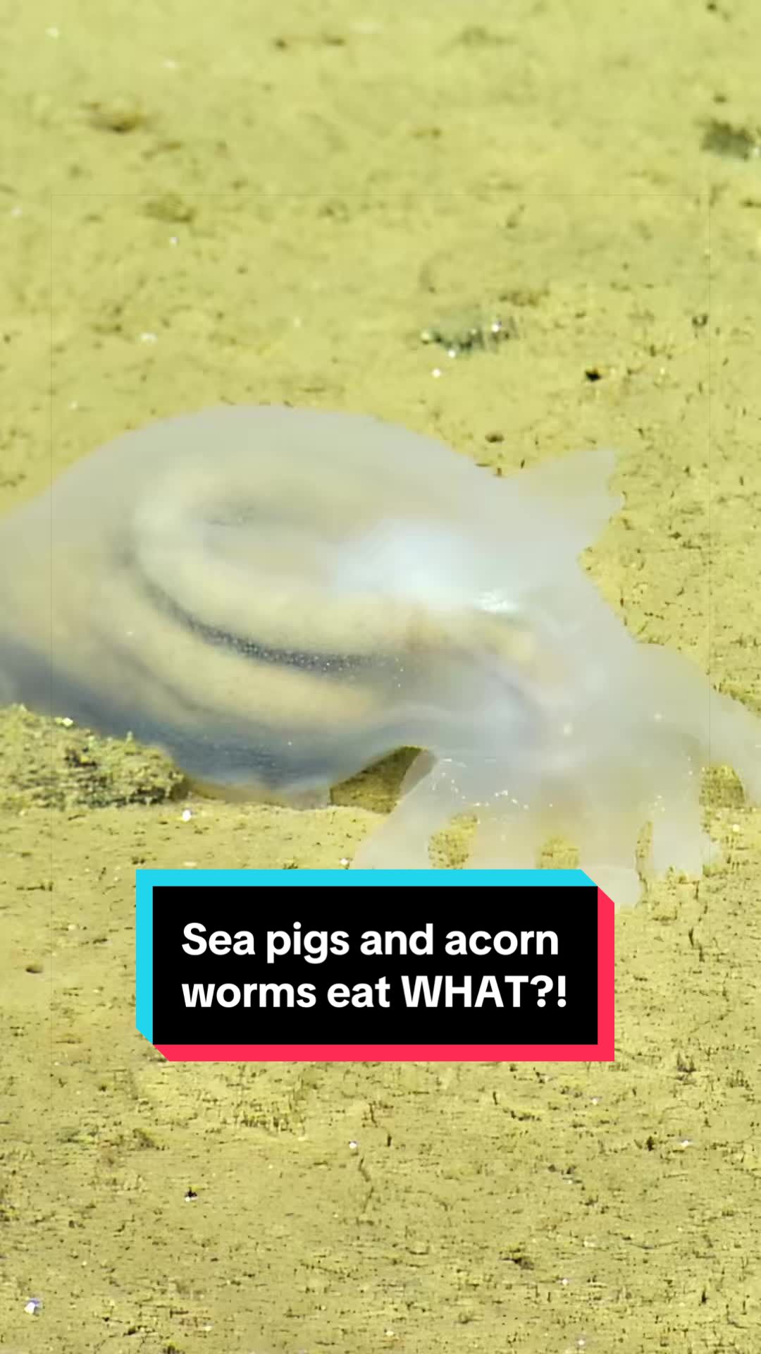 @Ocean Exploration Trust