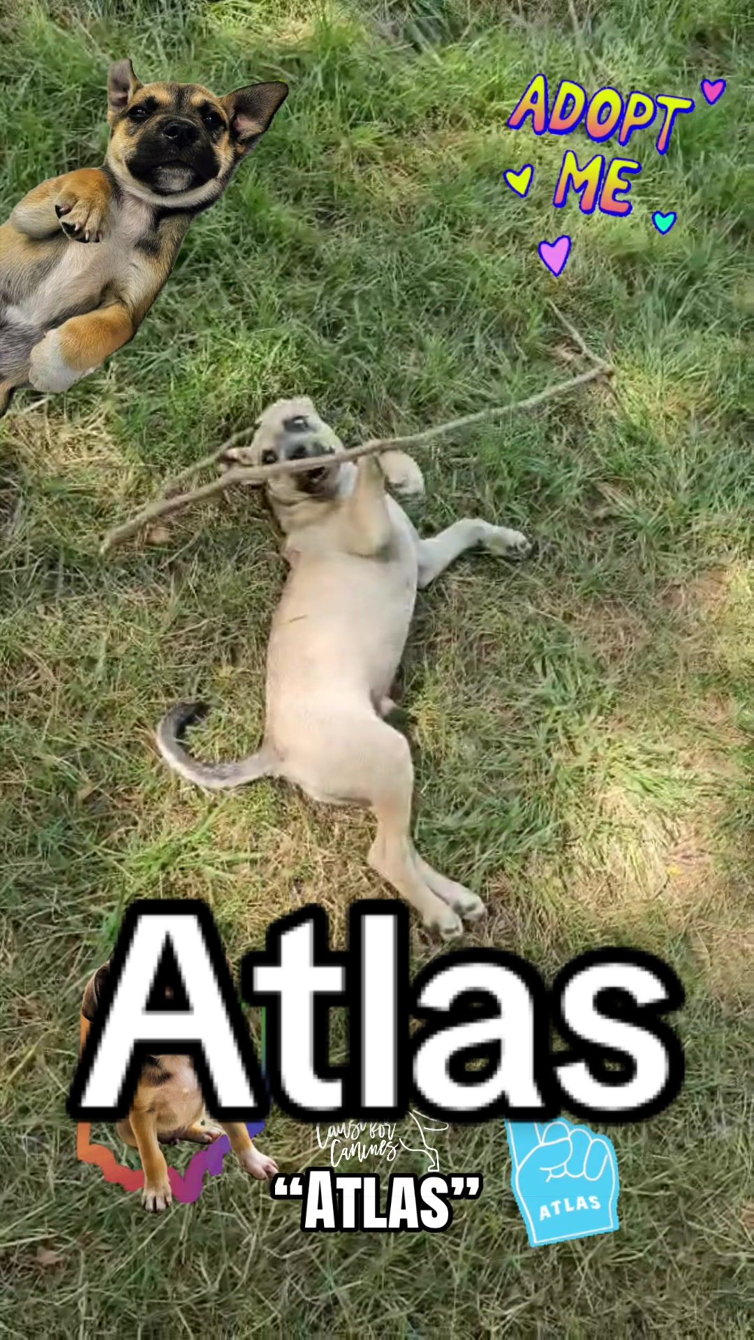 @causeforcaninesrescue