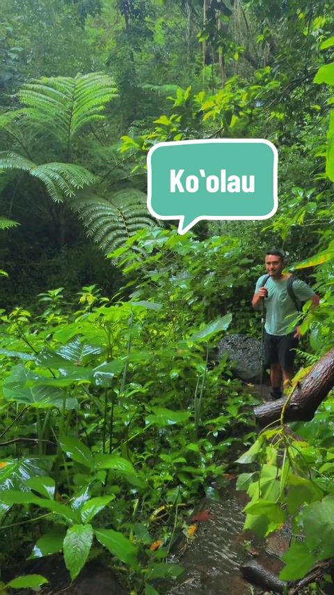 @Hawaii tiktok