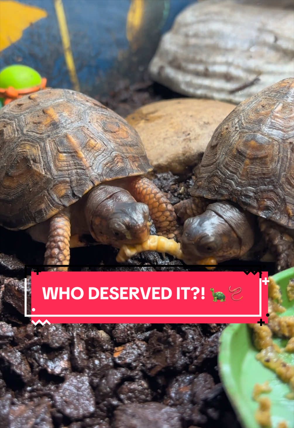 @Eastern Box Turtle