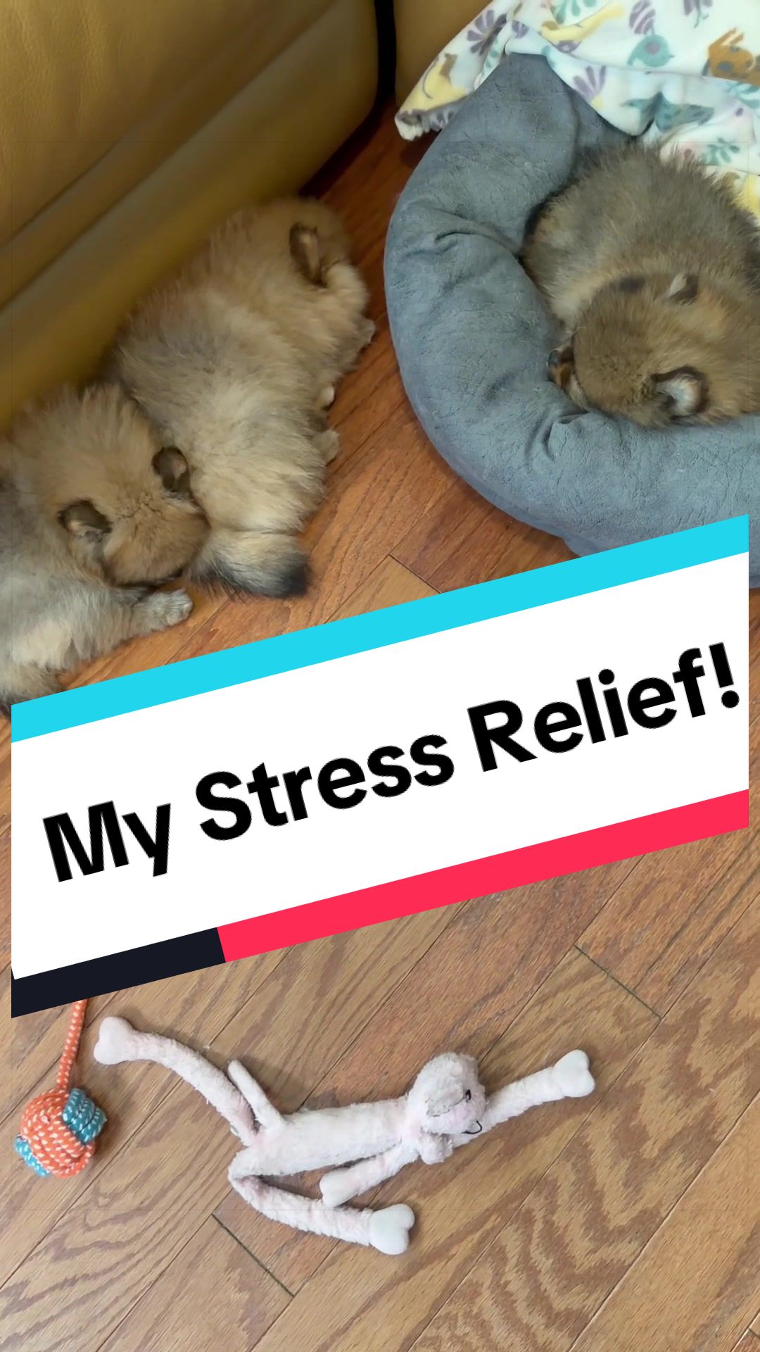 @blessedlittlepaw