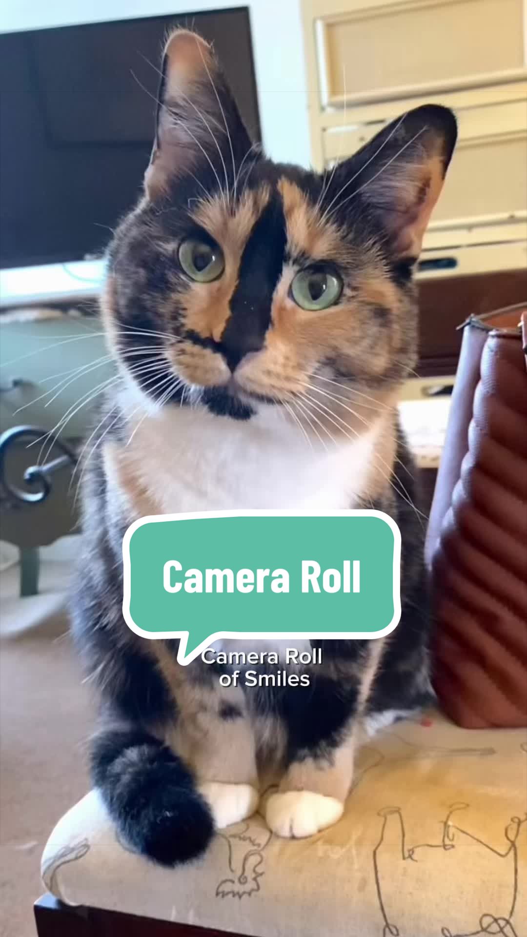 @SnickersTheSmilingCat