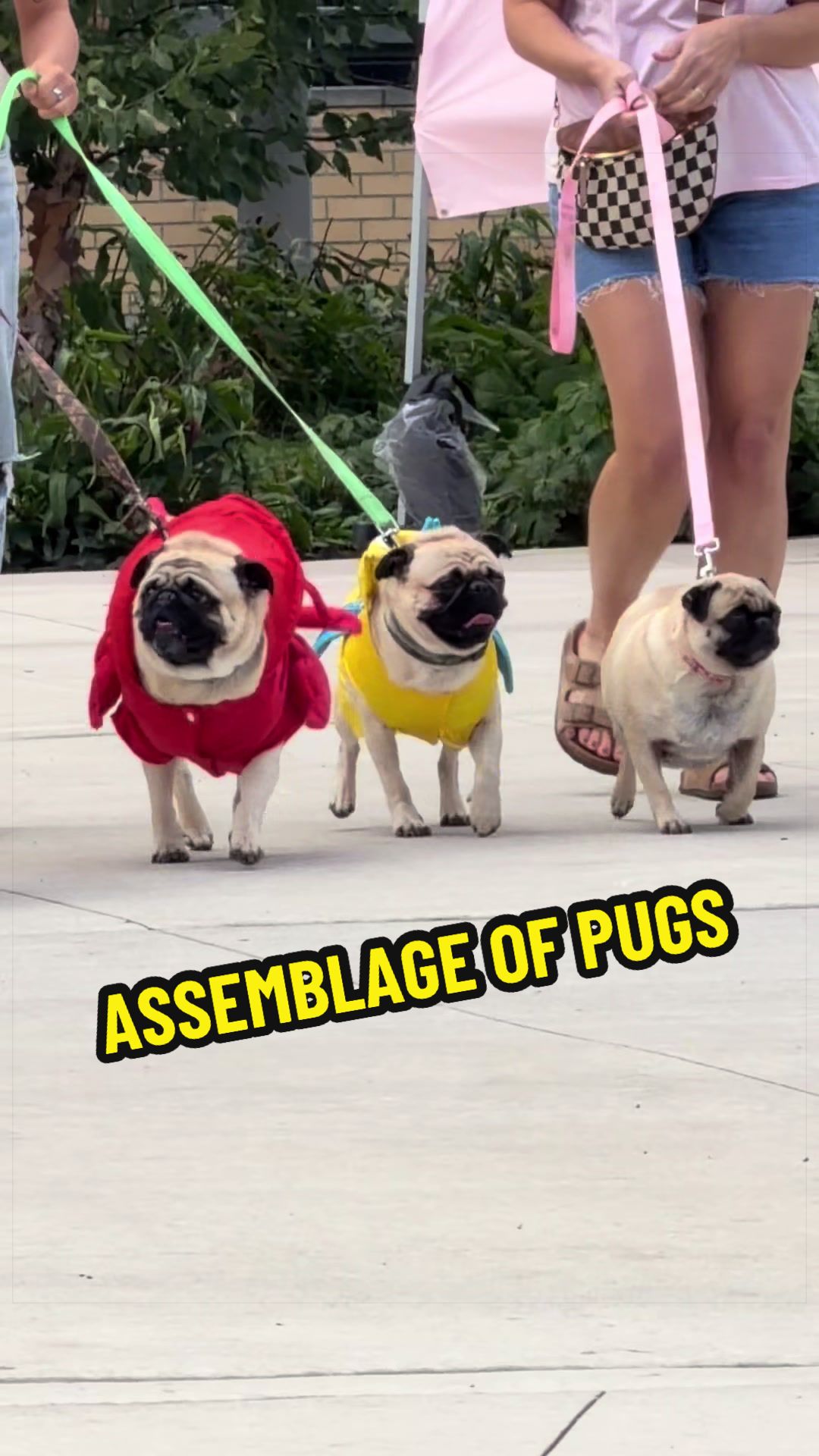 @vociferouswhisper