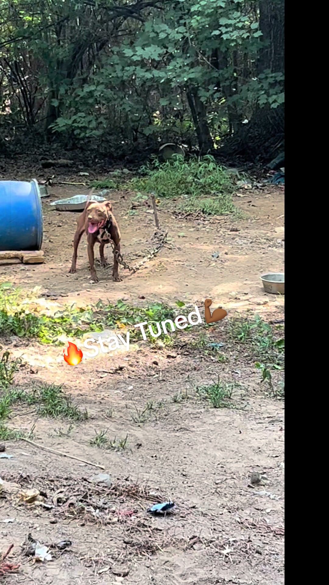 @MoneyTalkKennels
